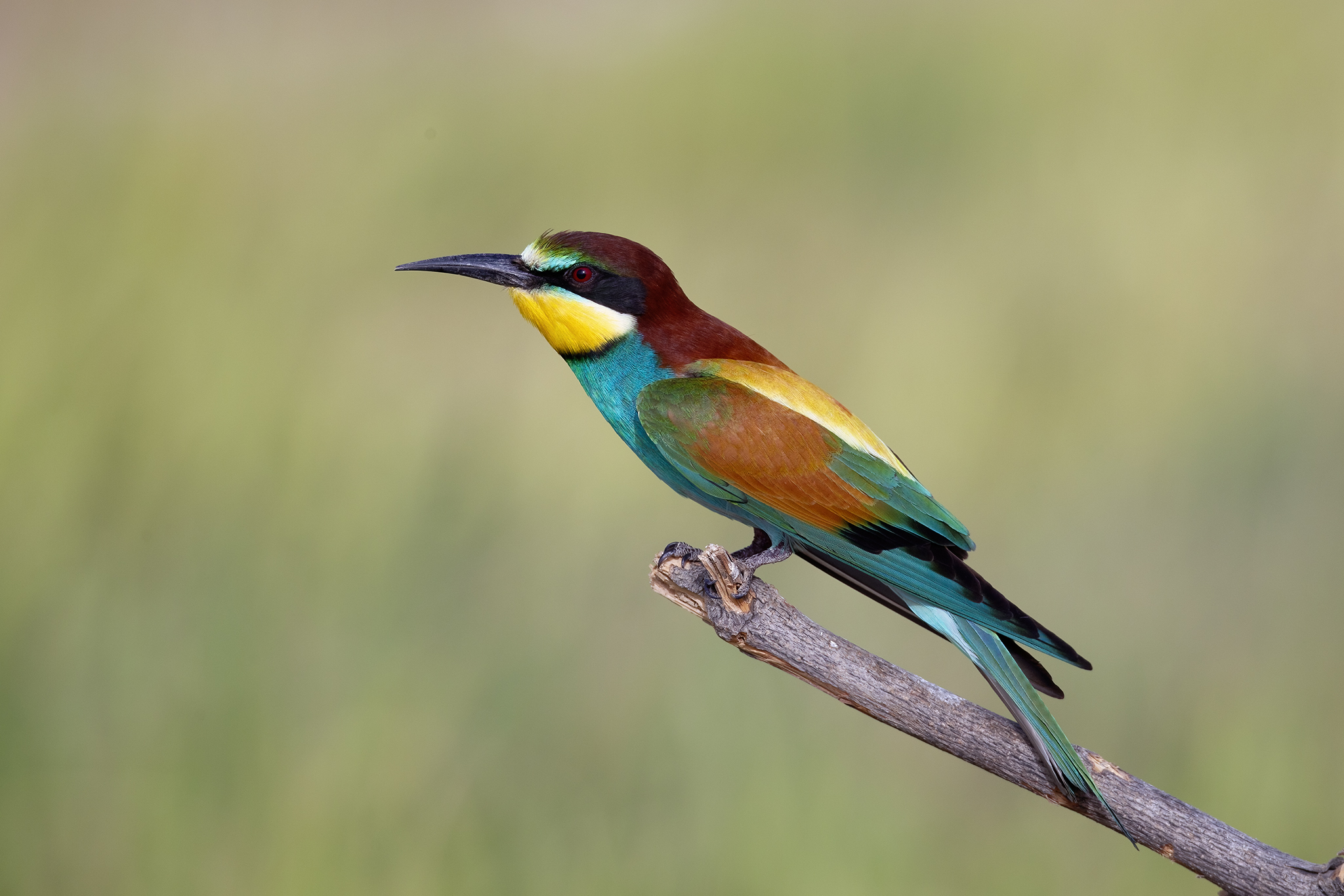 European Bee-eater