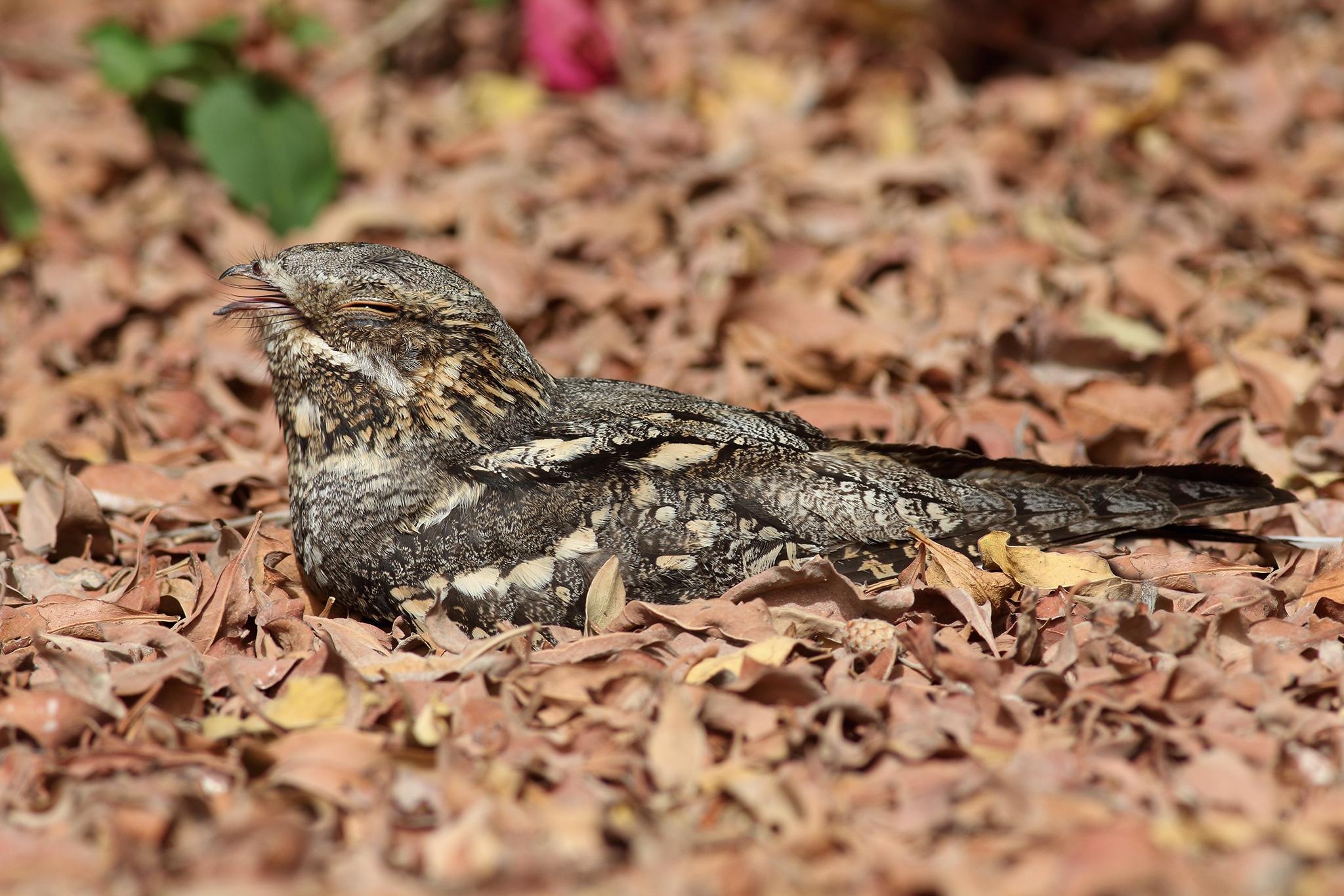 European Nightjar