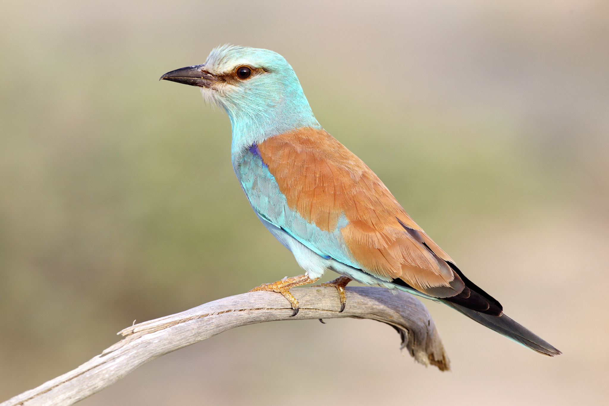European Roller