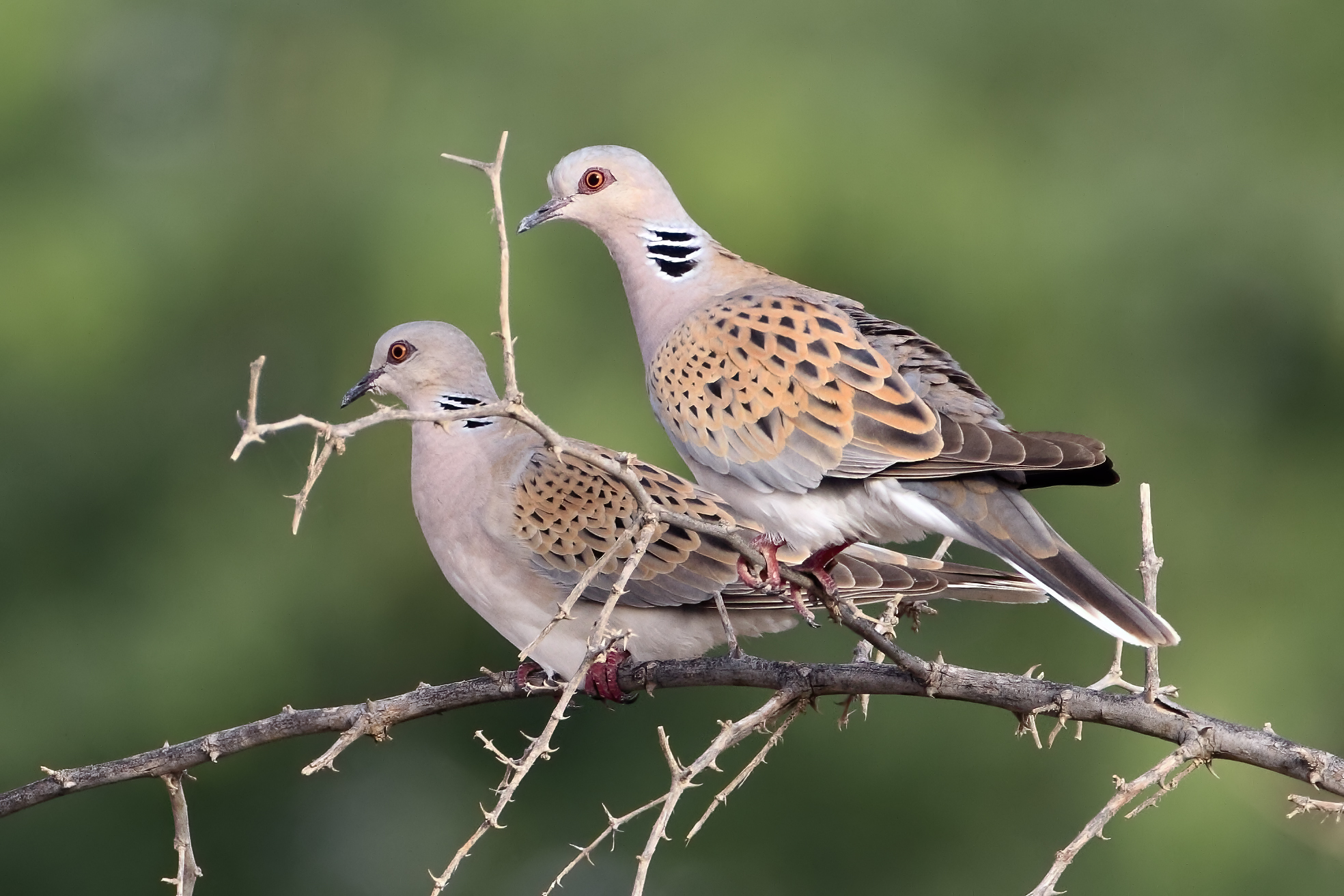 European Turtle Dove