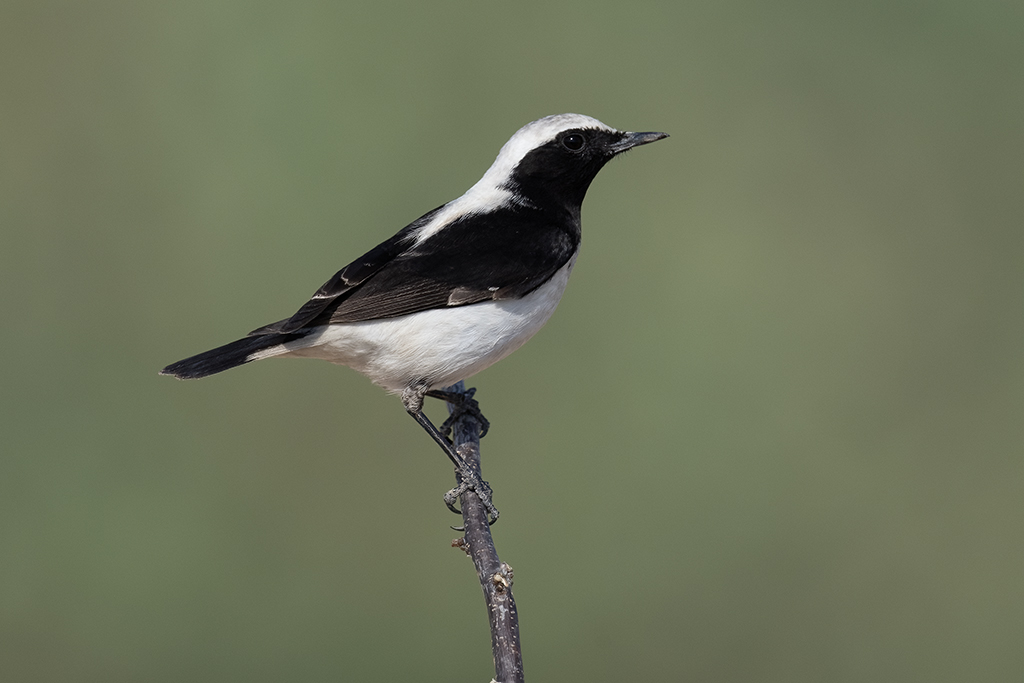 Finsch's Wheatear
