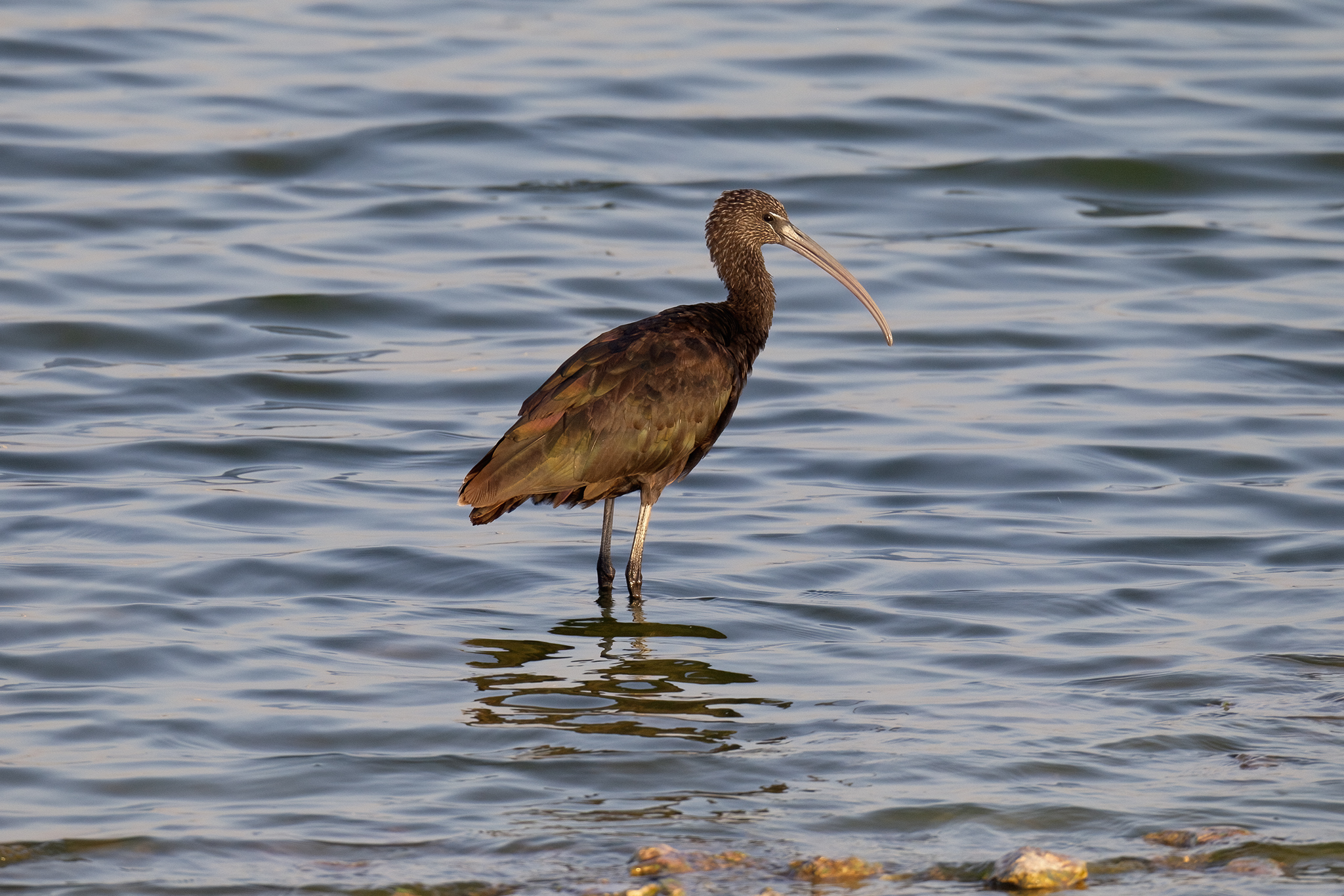 Glossy Ibis