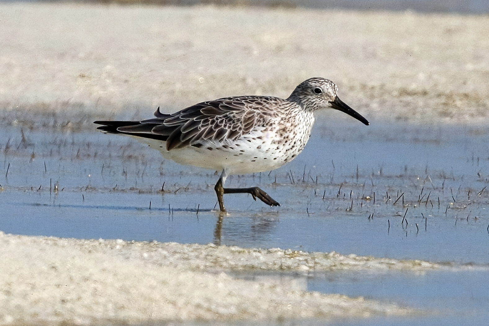 Great Knot