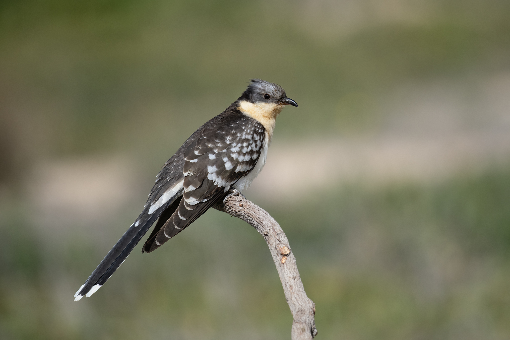 Great Spotted Cuckoo