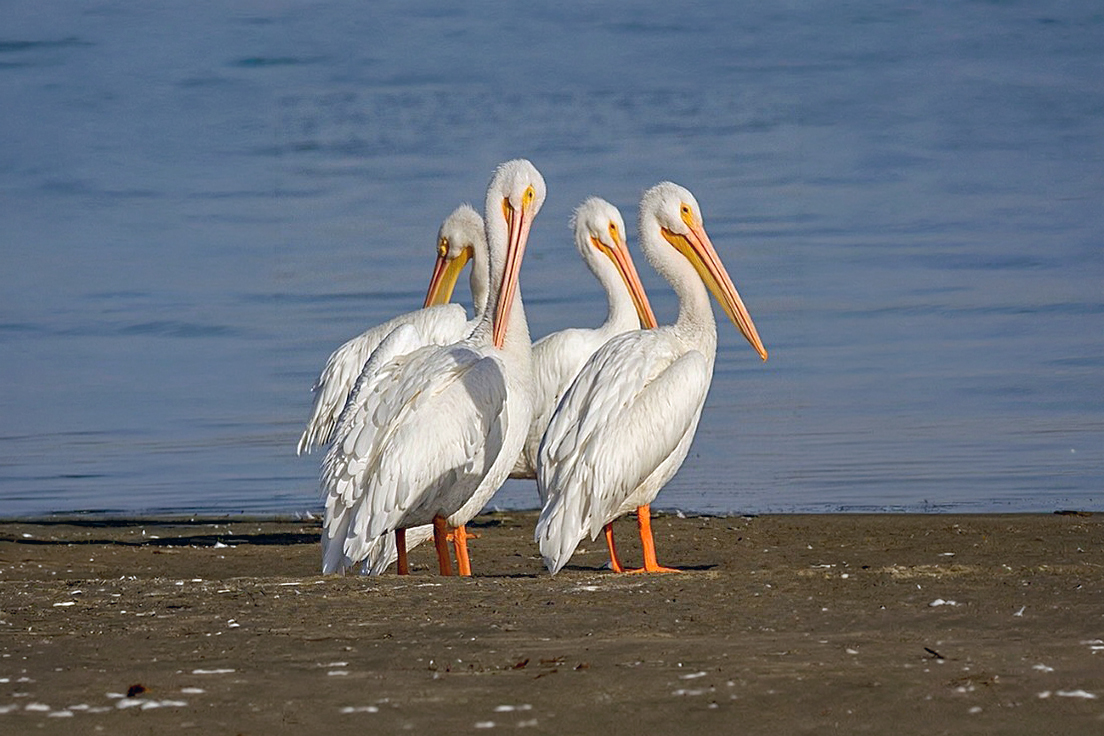 Great White Pelican