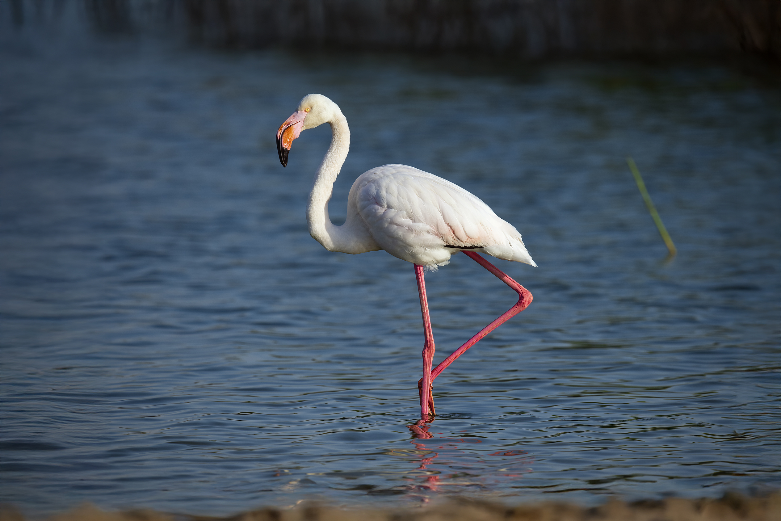 Greater Flamingo