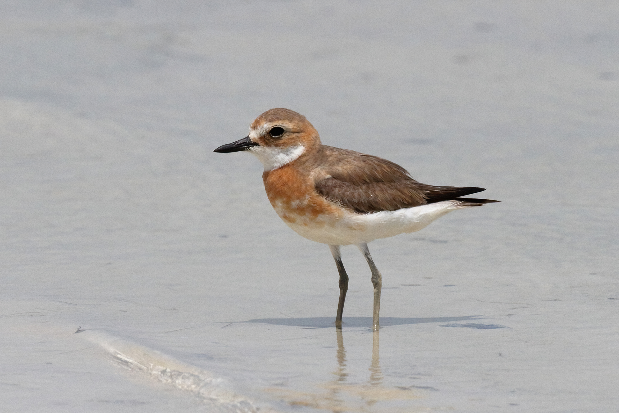 Greater Sand Plover