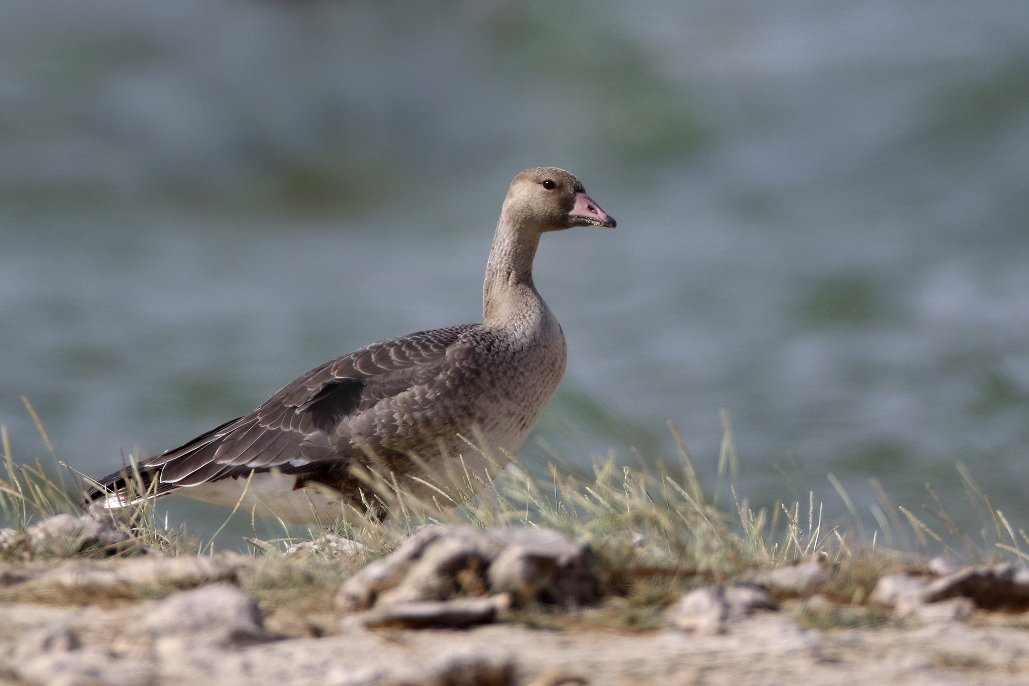 Eurasian Greater White-fronted Goose