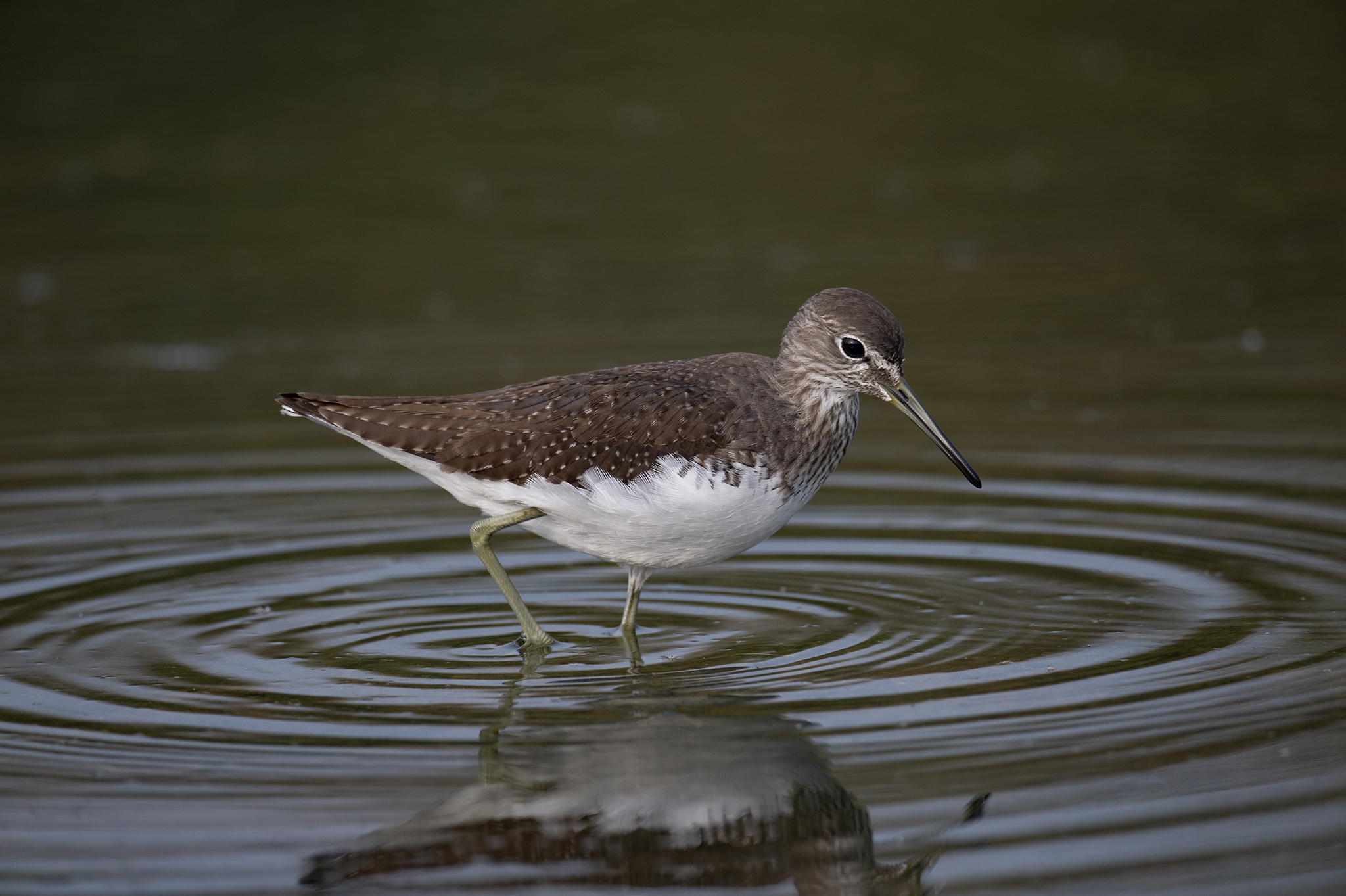 Green Sandpiper