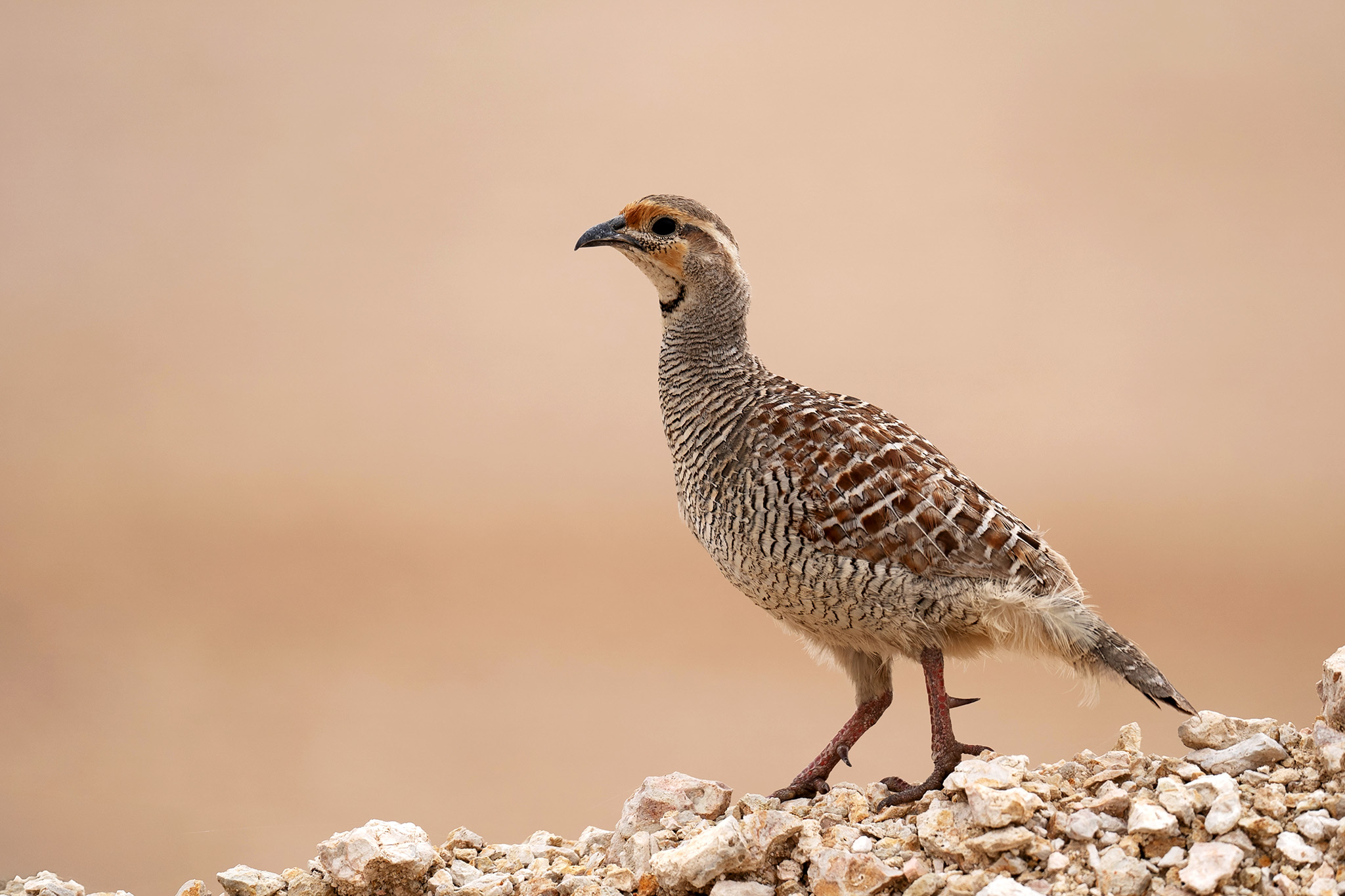 Grey Francolin