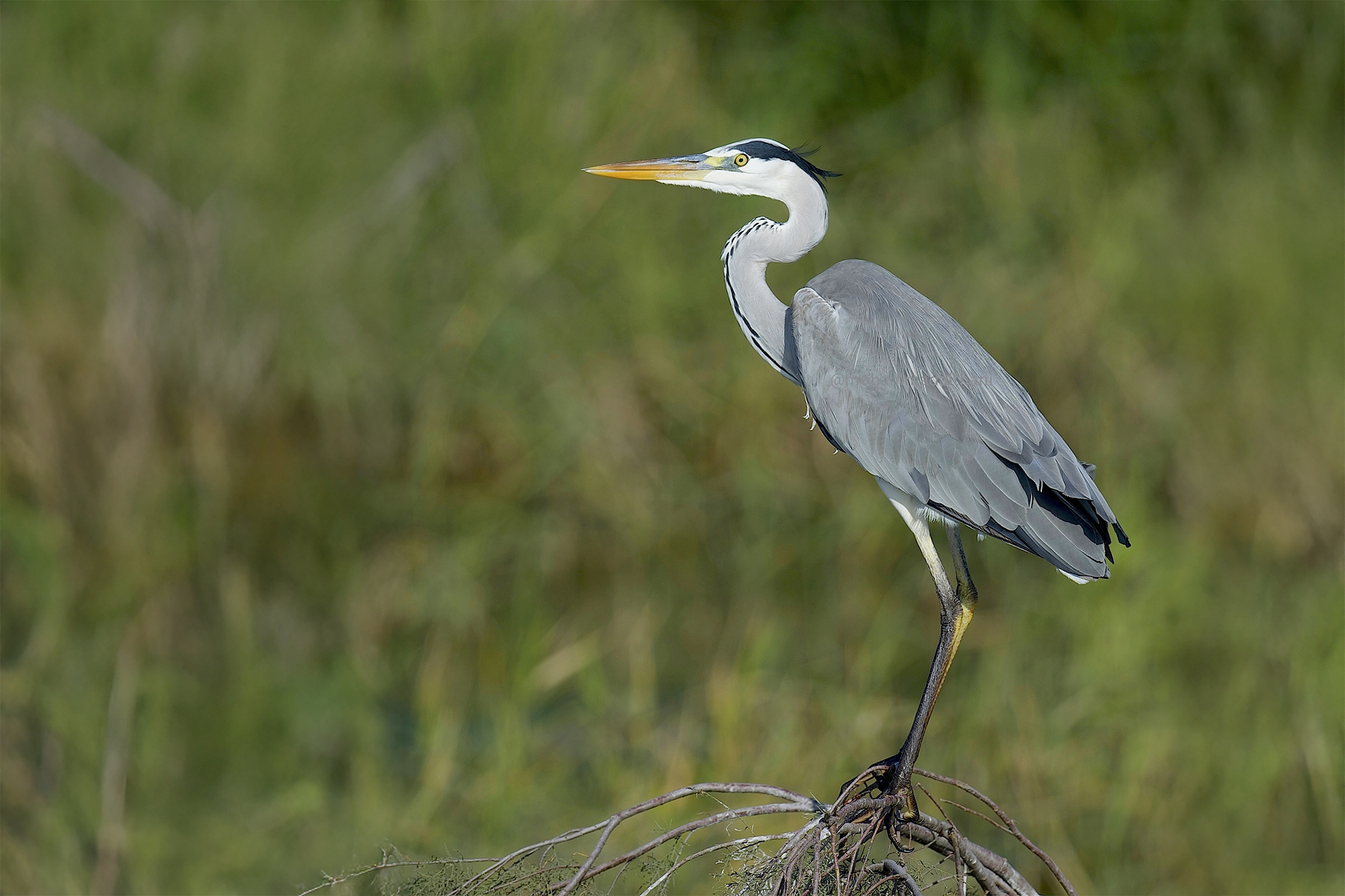 Western Grey Heron