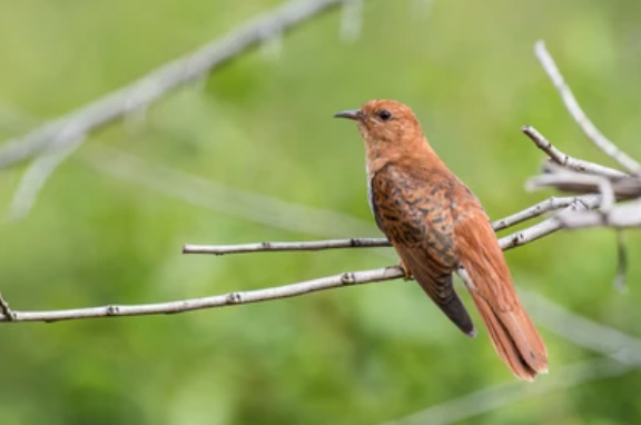 Grey-bellied Cuckoo