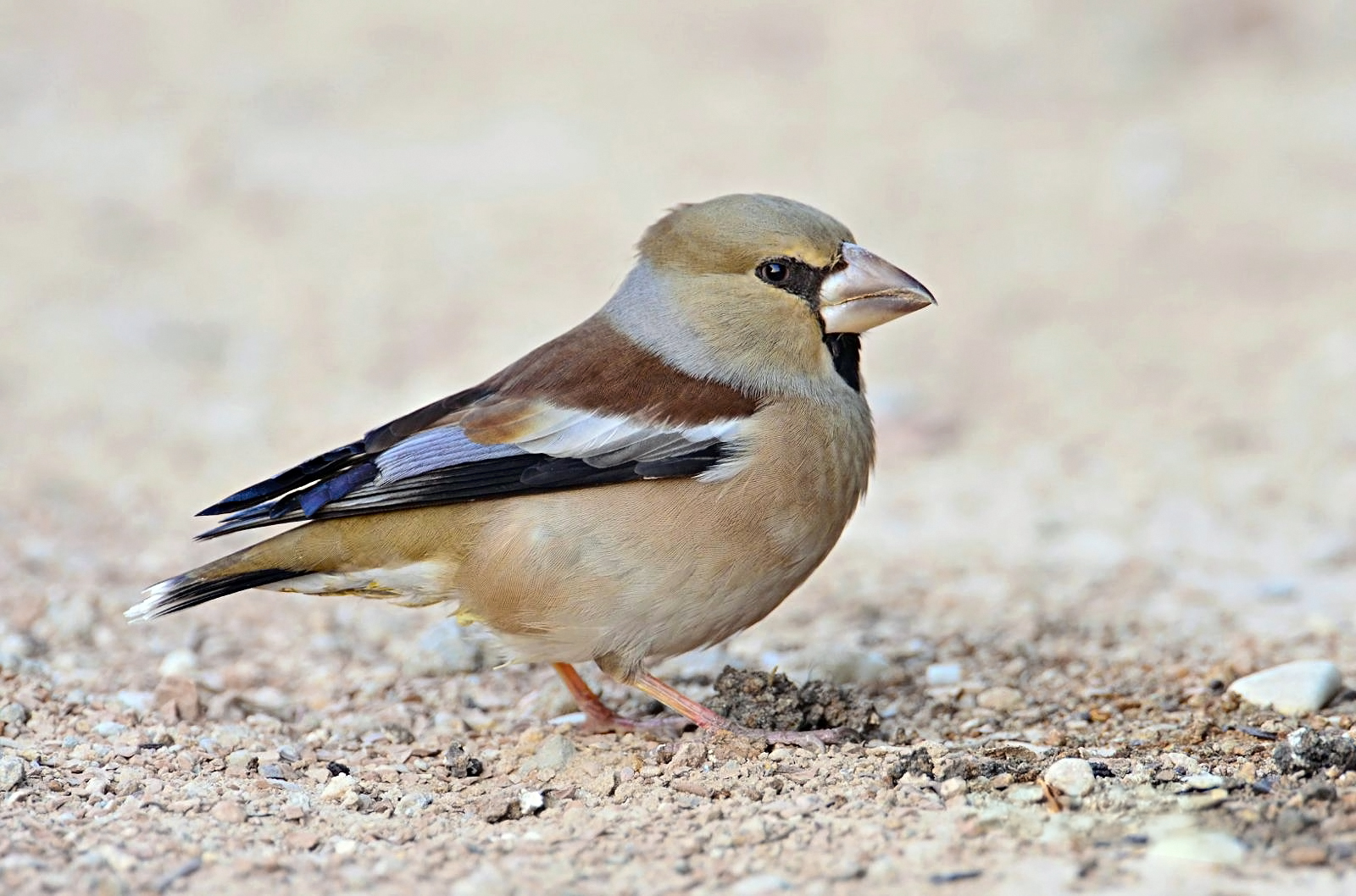 Hawfinch