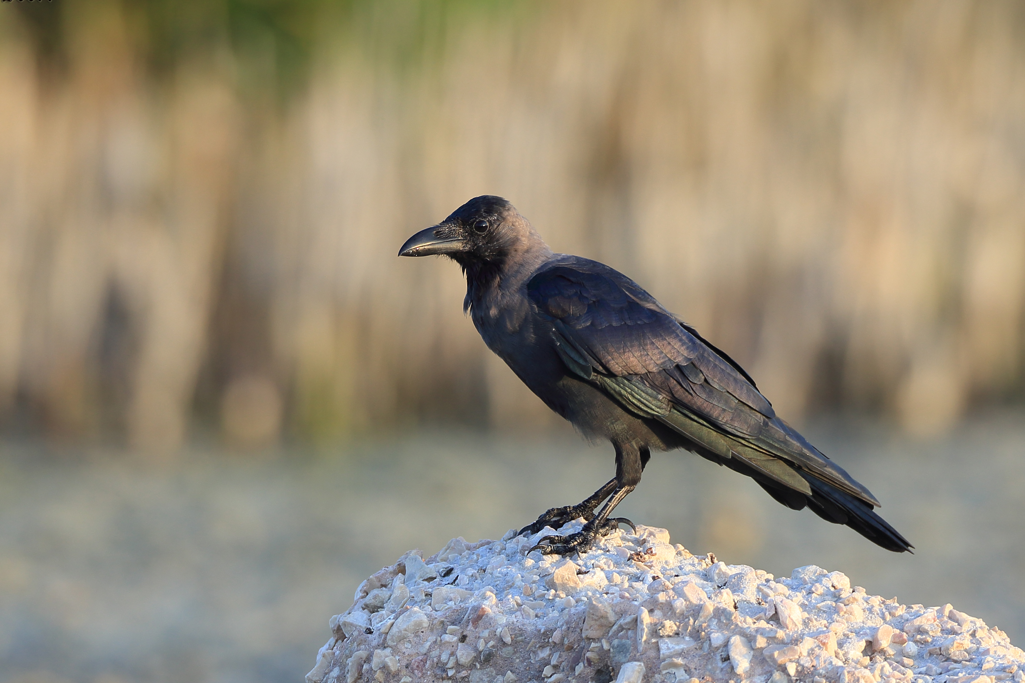 House Crow