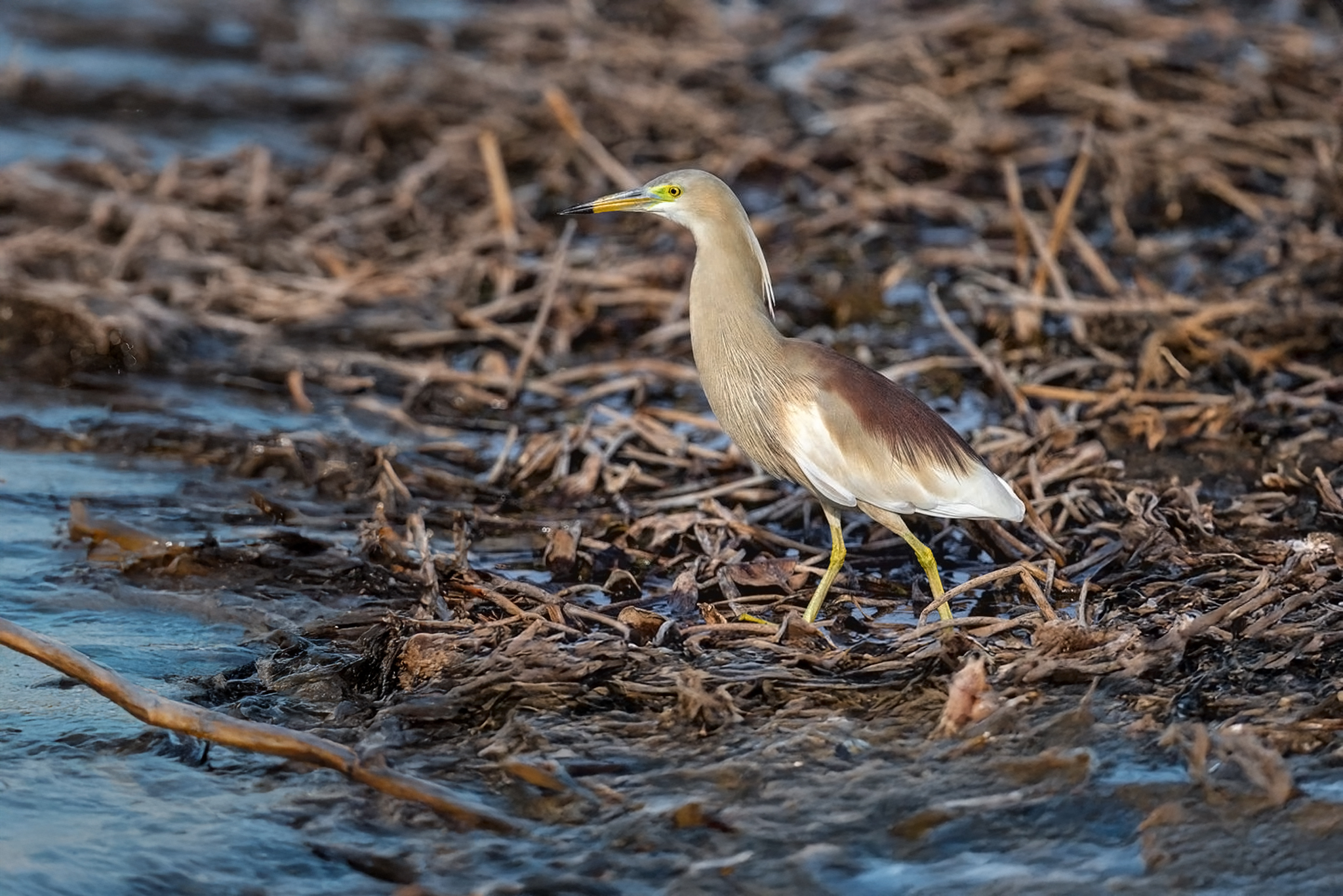 Indian Pond Heron