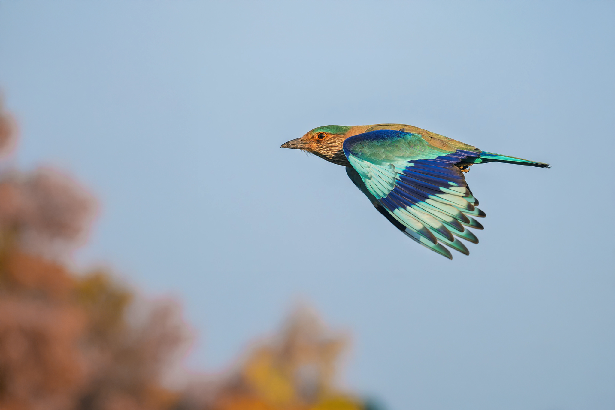 Indian Roller