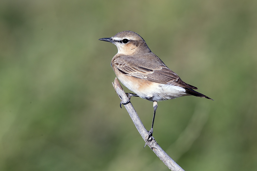 Isabelline Wheatear