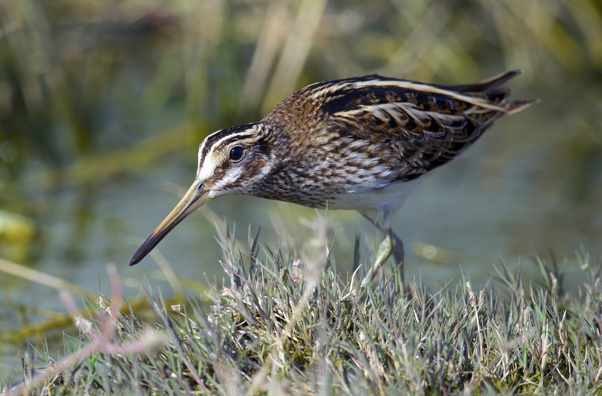 Jack Snipe