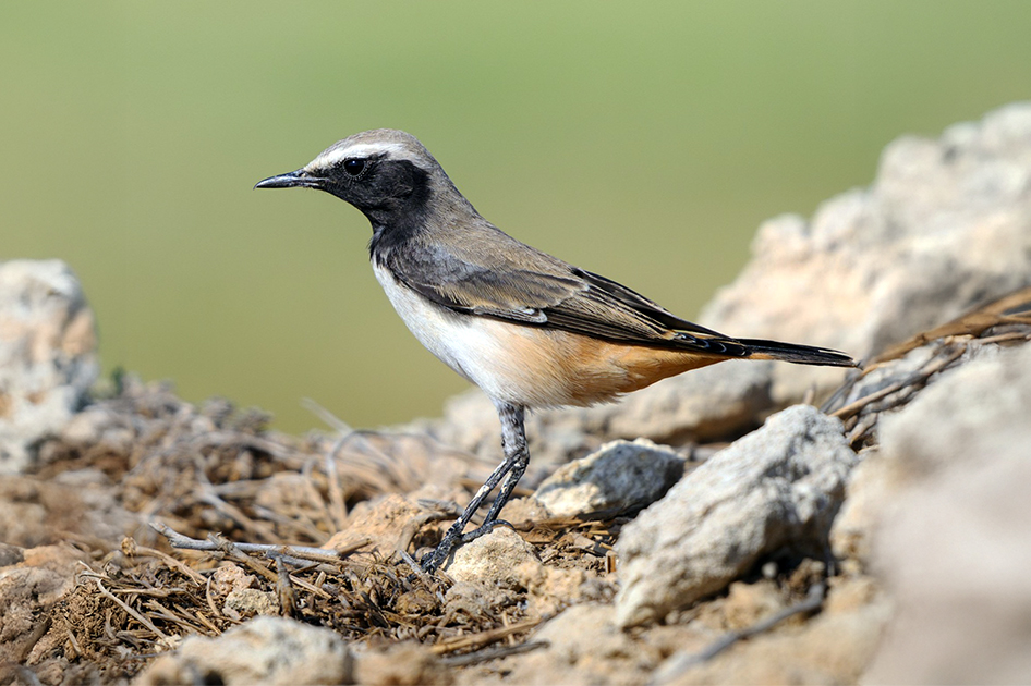 Kurdish Wheatear