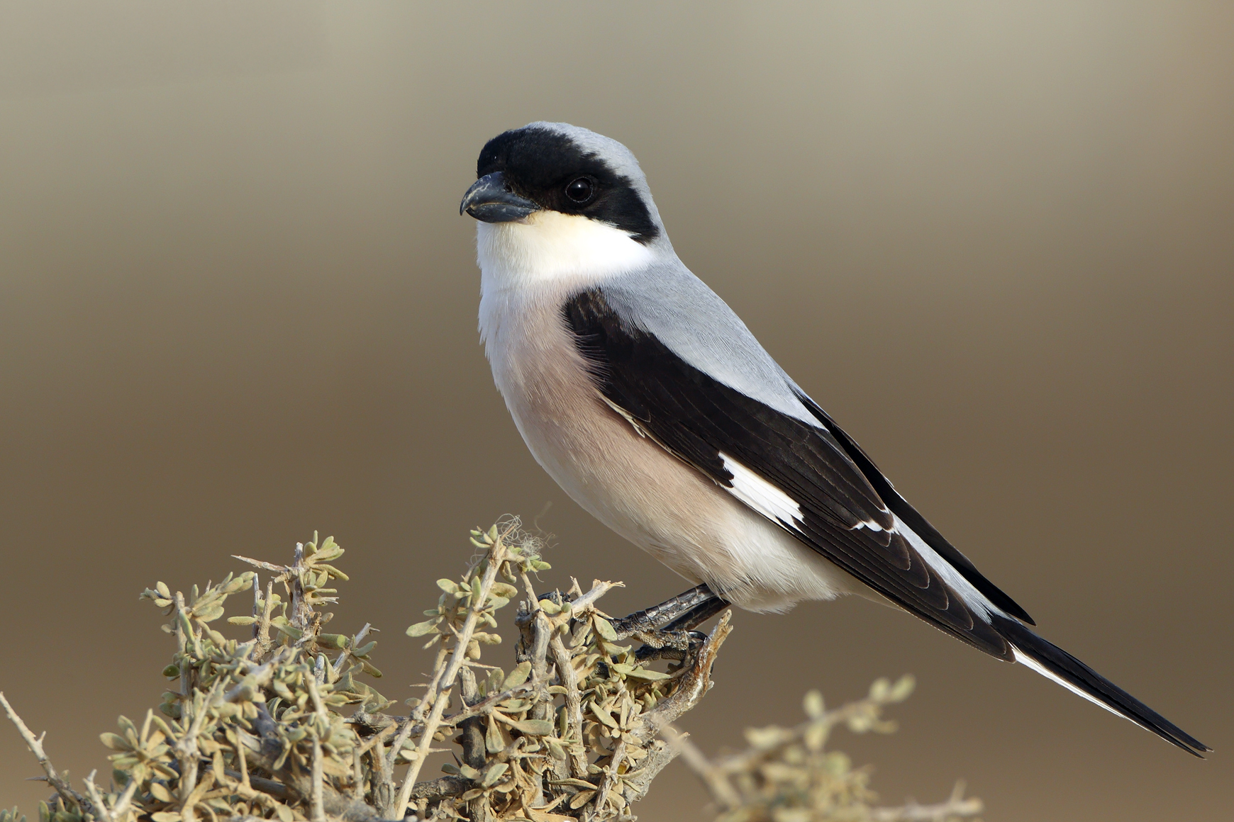 Lesser Grey Shrike
