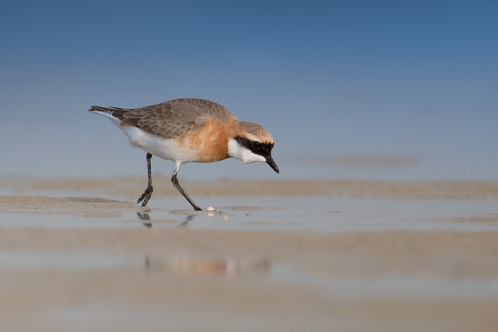 Tibetan Sand Plover