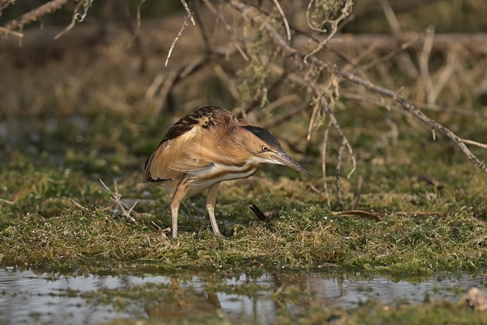 Little Bittern