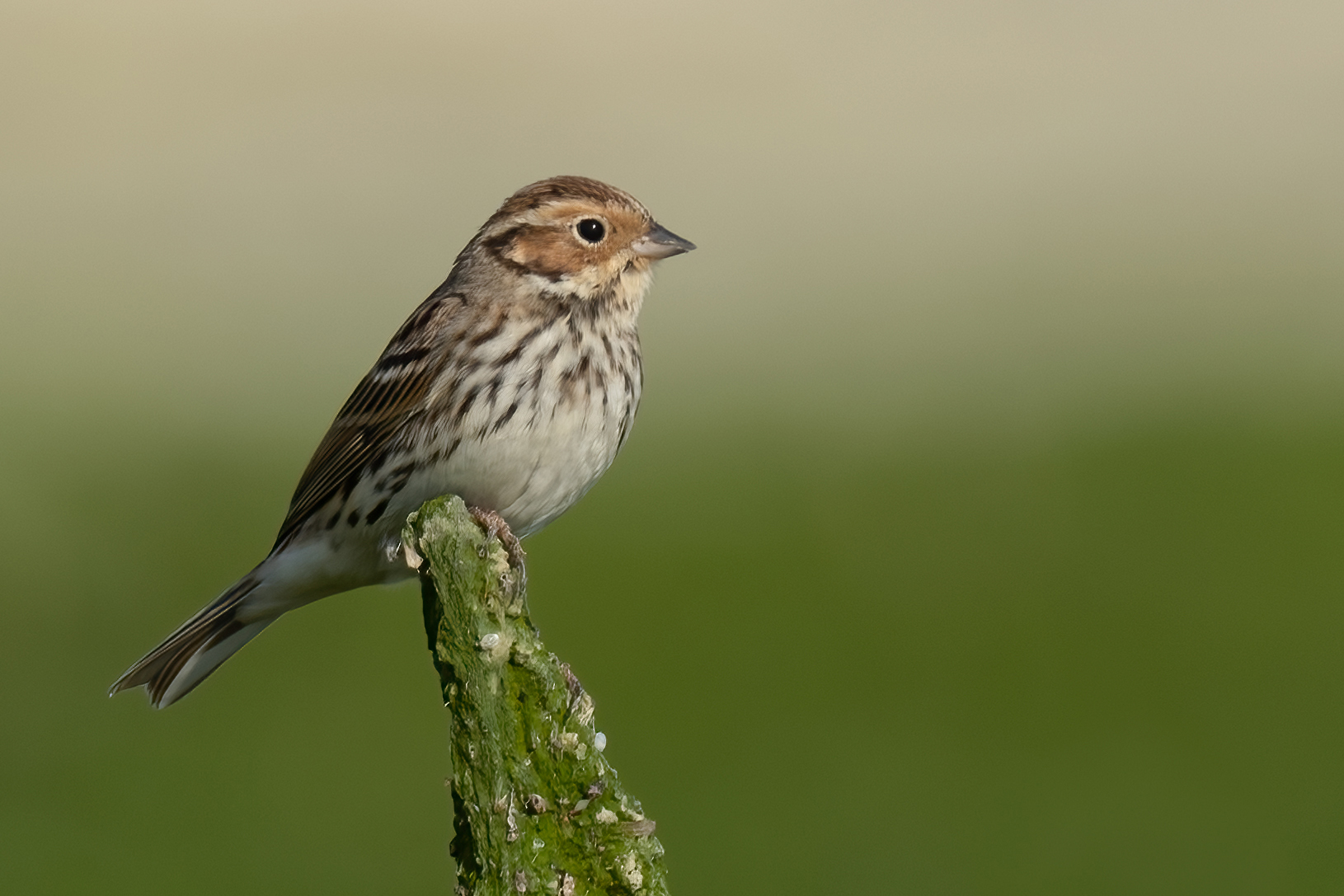 Little Bunting