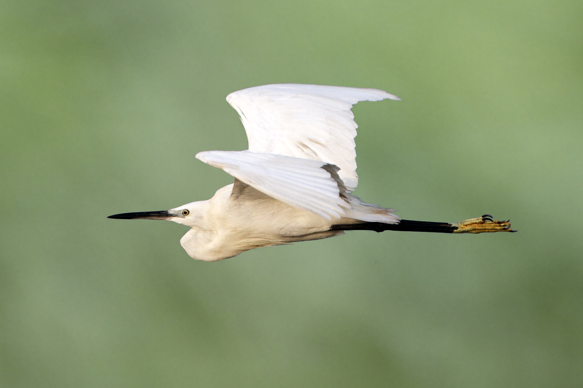 Western Little Egret