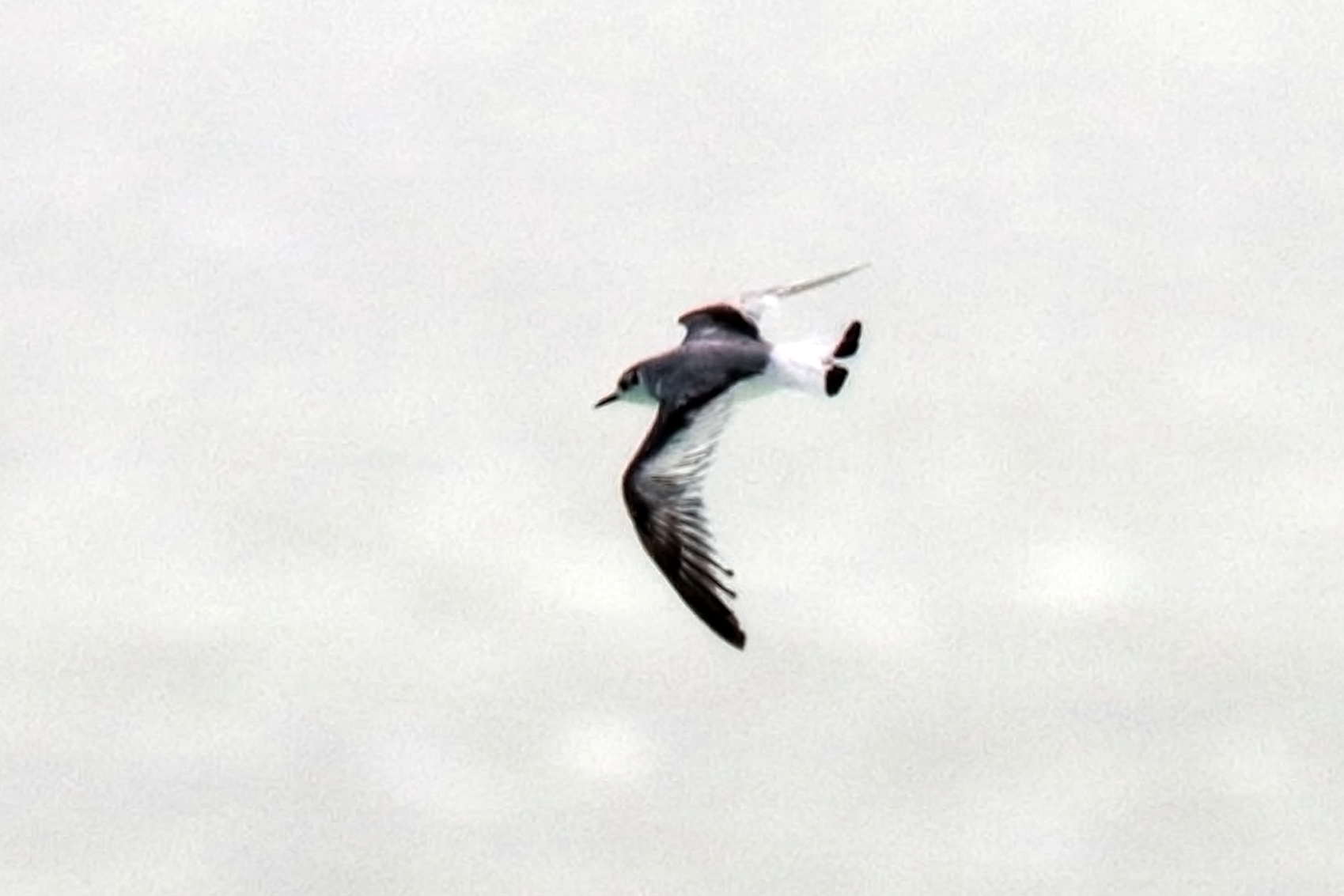 Little Gull