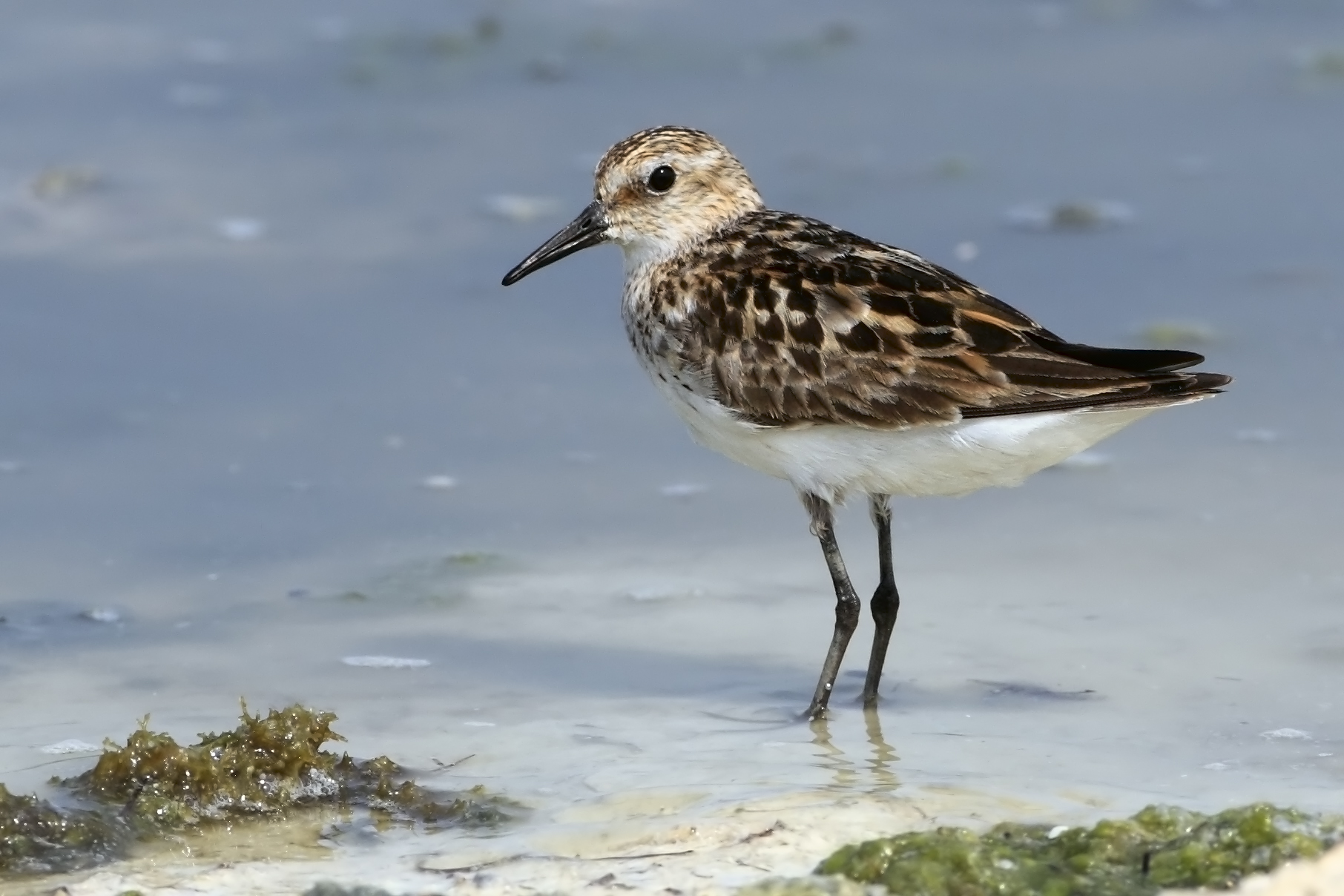 Little Stint