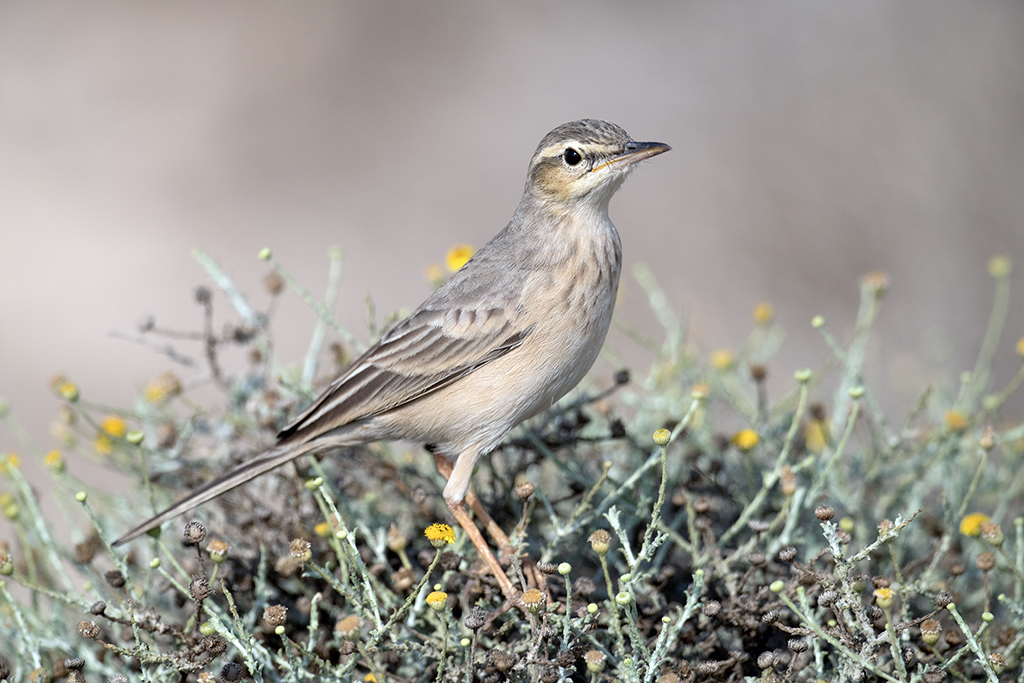 Long-billed pipit