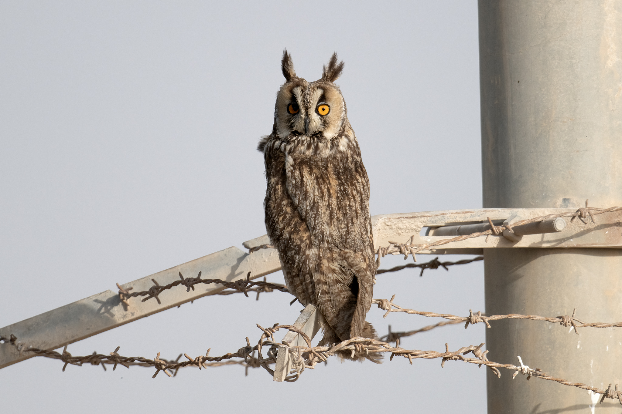 Northern Long-eared Owl