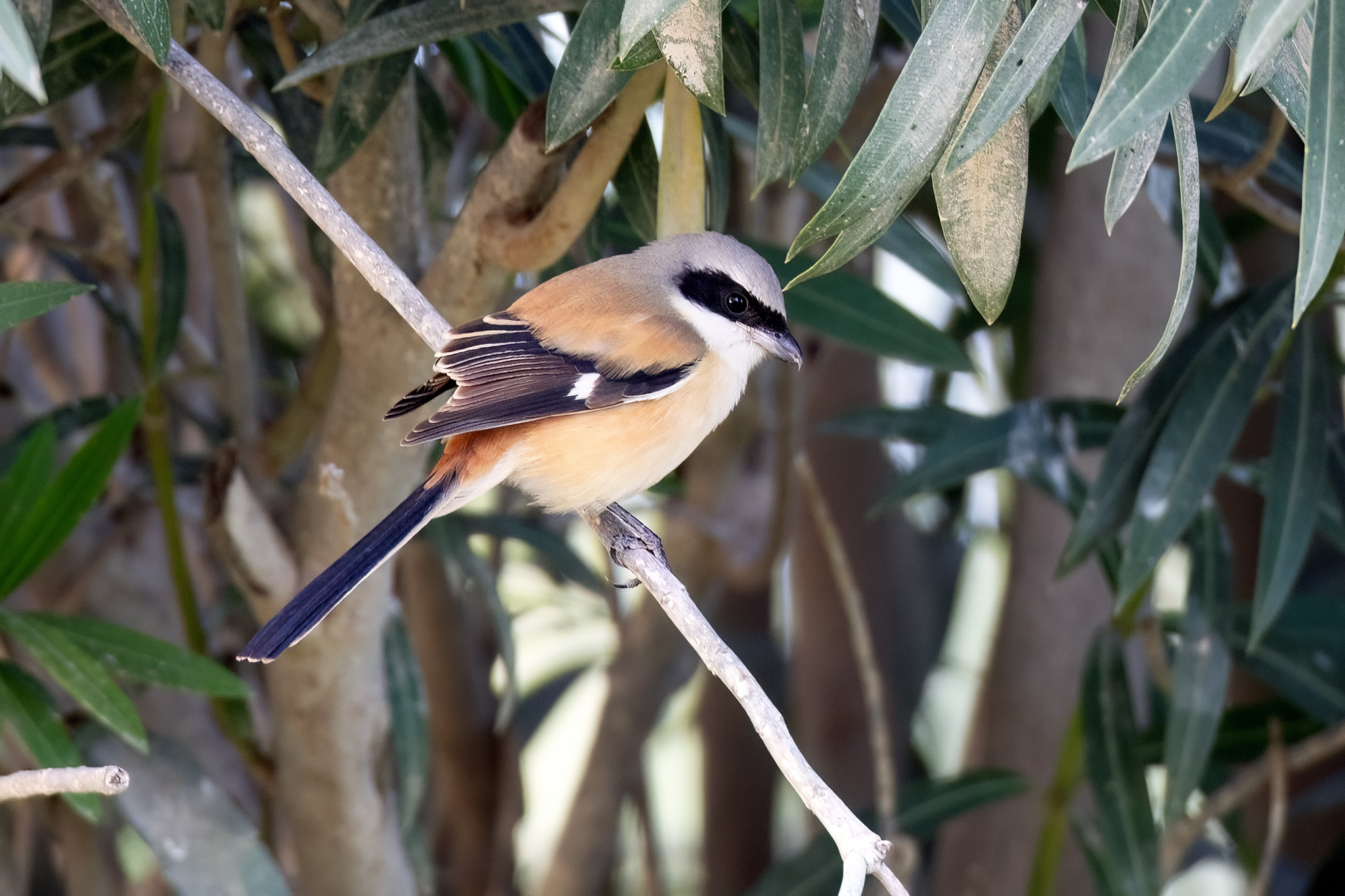 Western Long-tailed Shrike