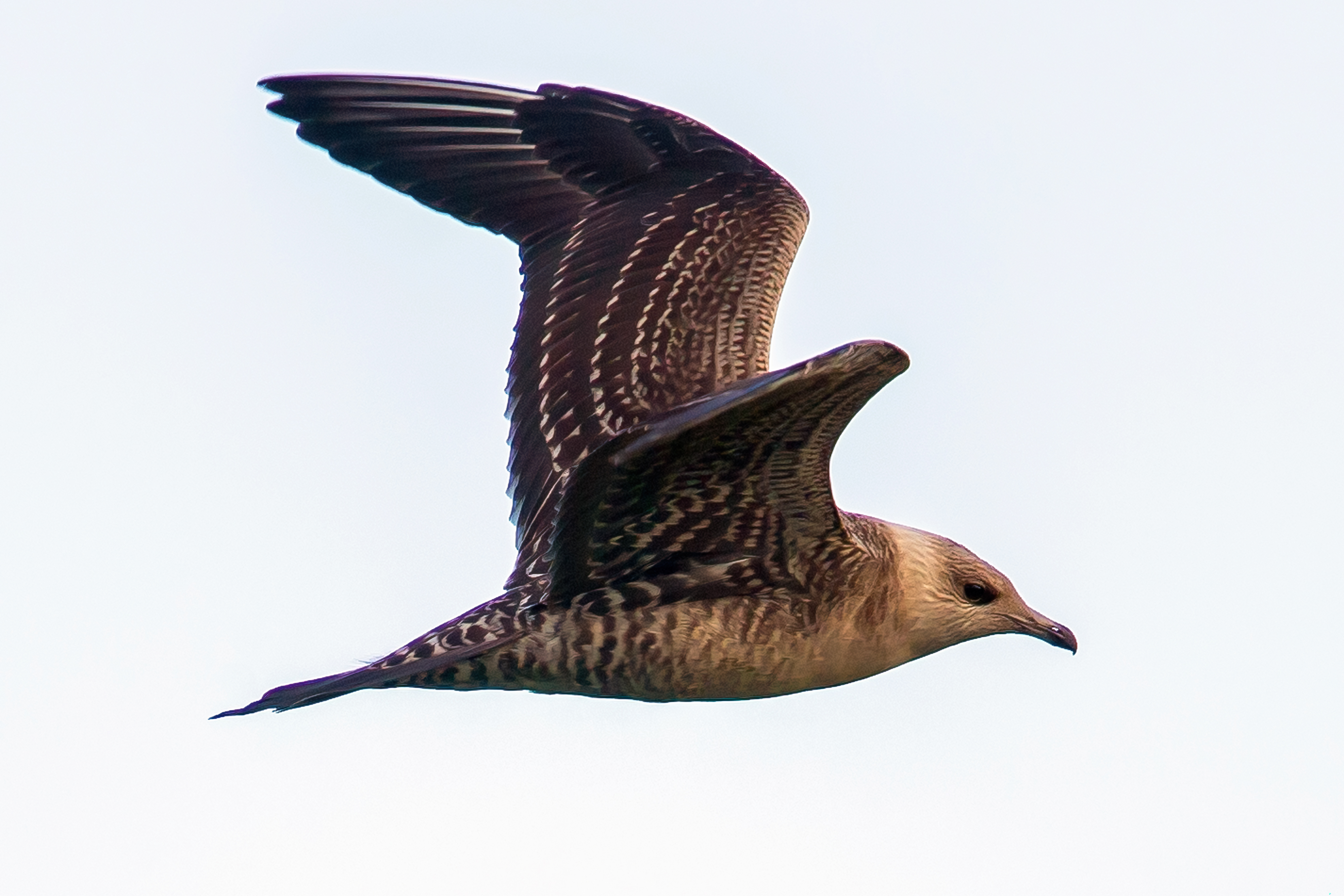 Long-tailed Skua