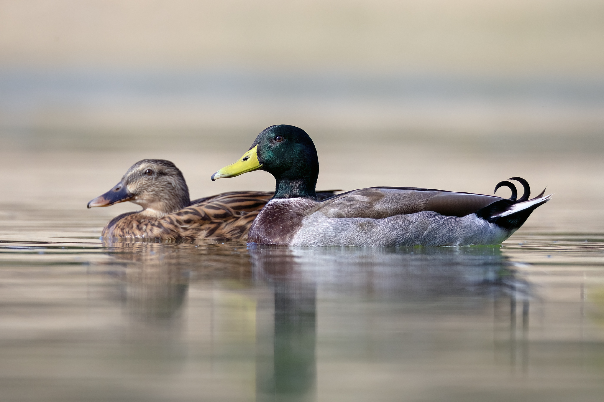 Holarctic Mallard