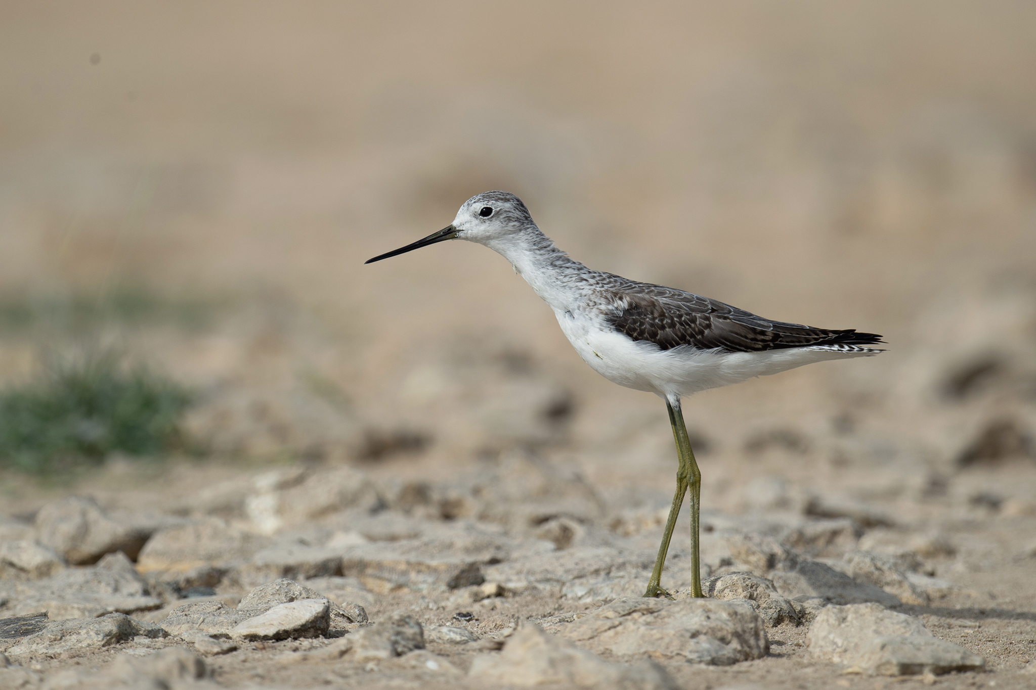 Marsh Sandpiper