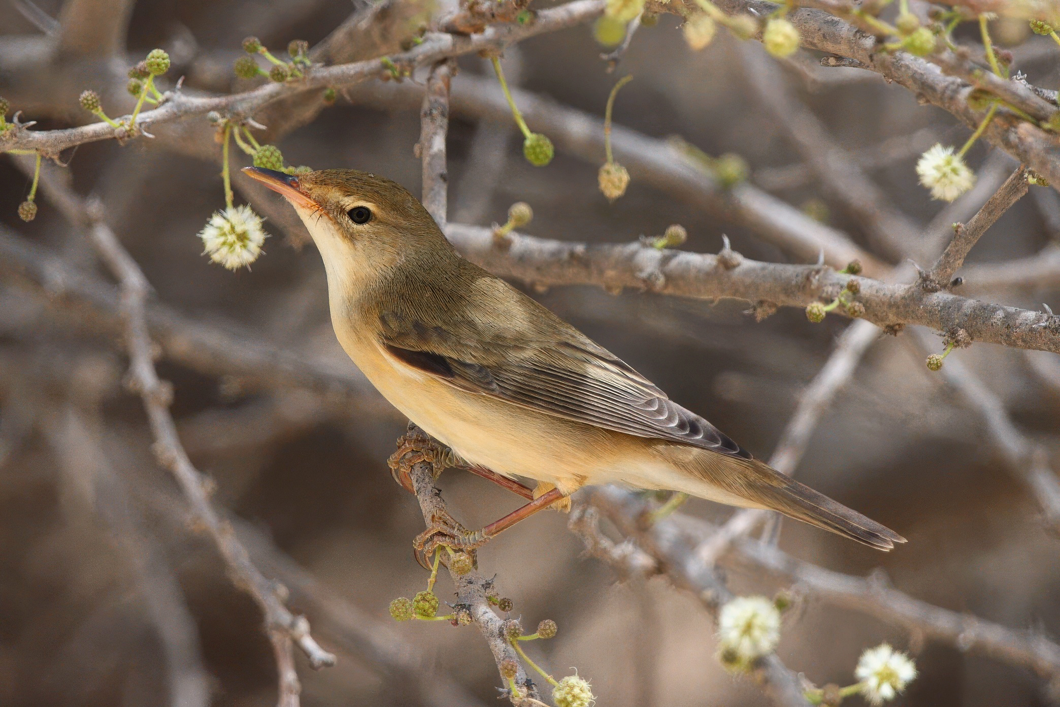 Marsh Warbler