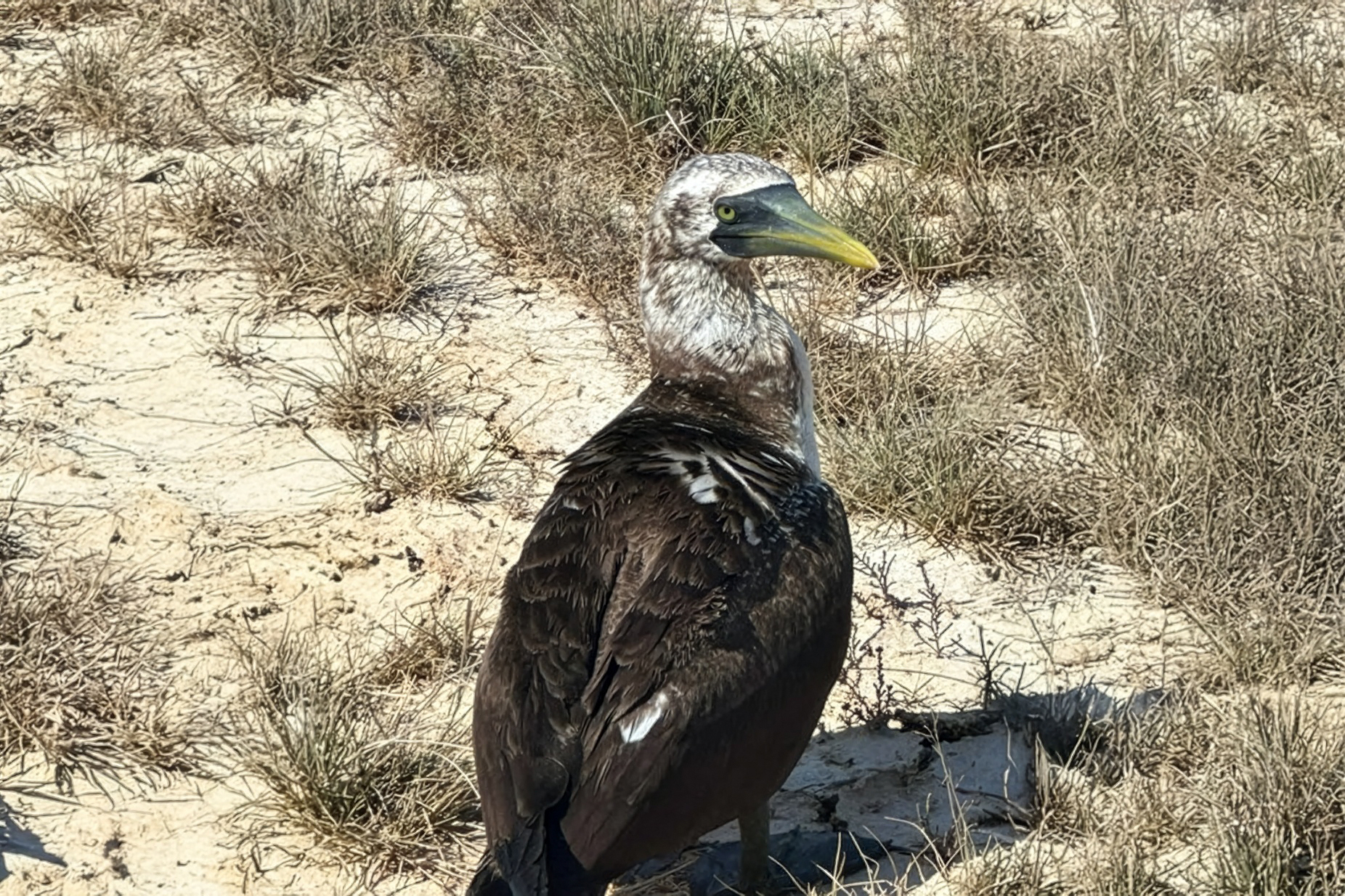 Masked Booby