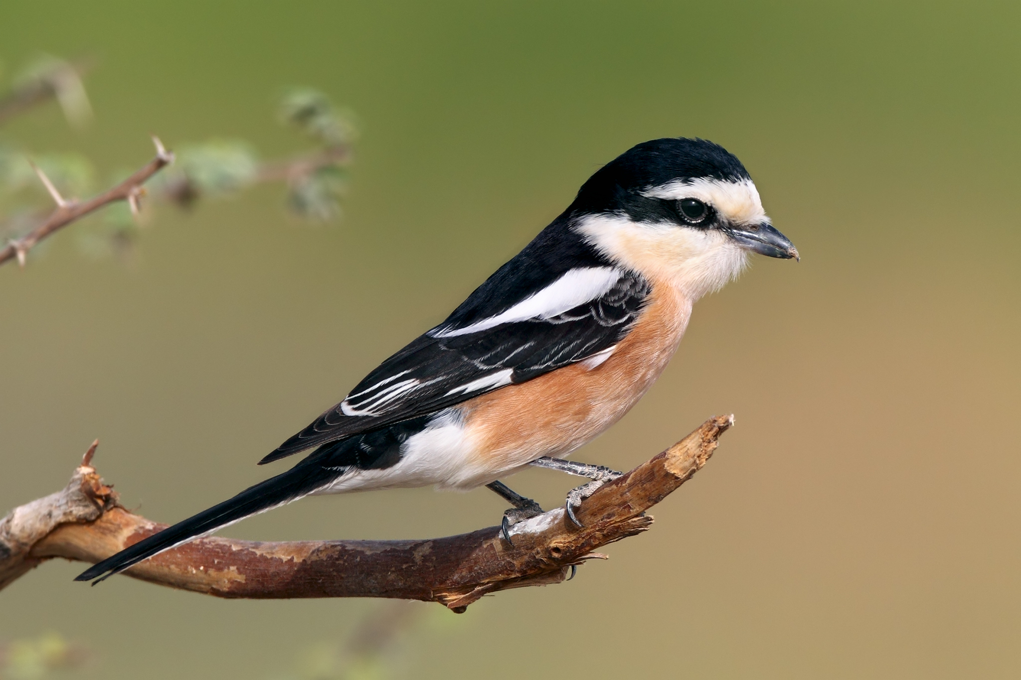 Masked Shrike