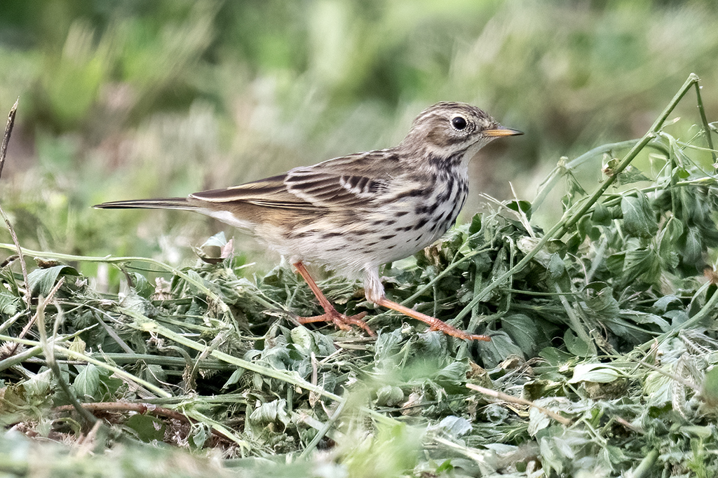 Meadow Pipit