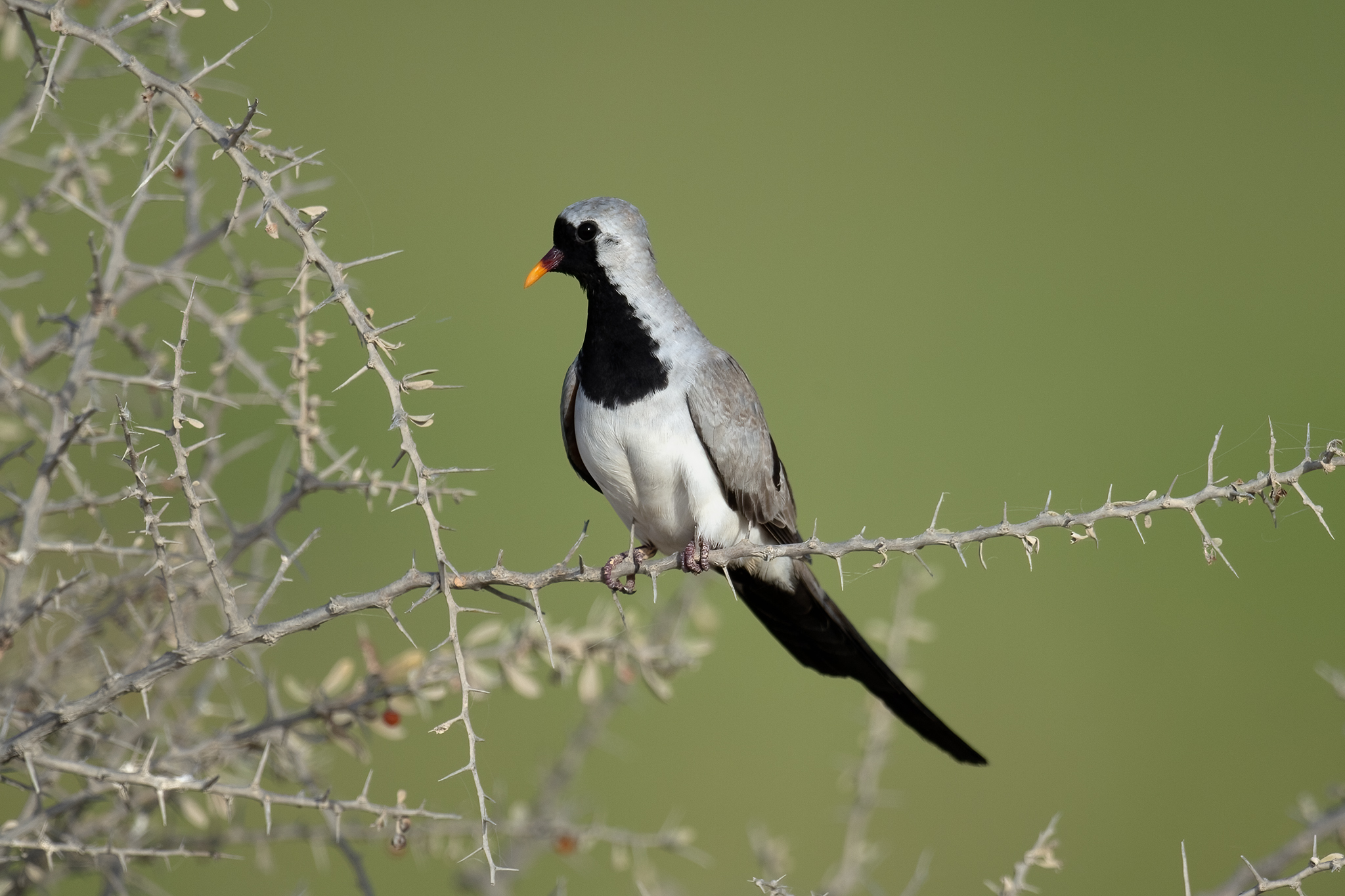 Namaqua Dove