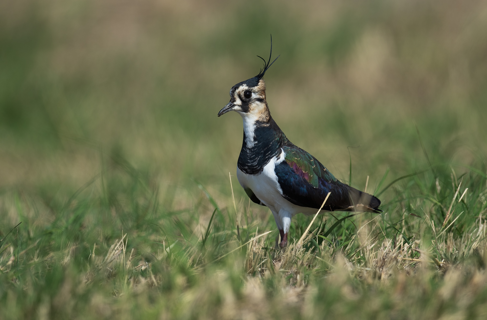 Northern Lapwing