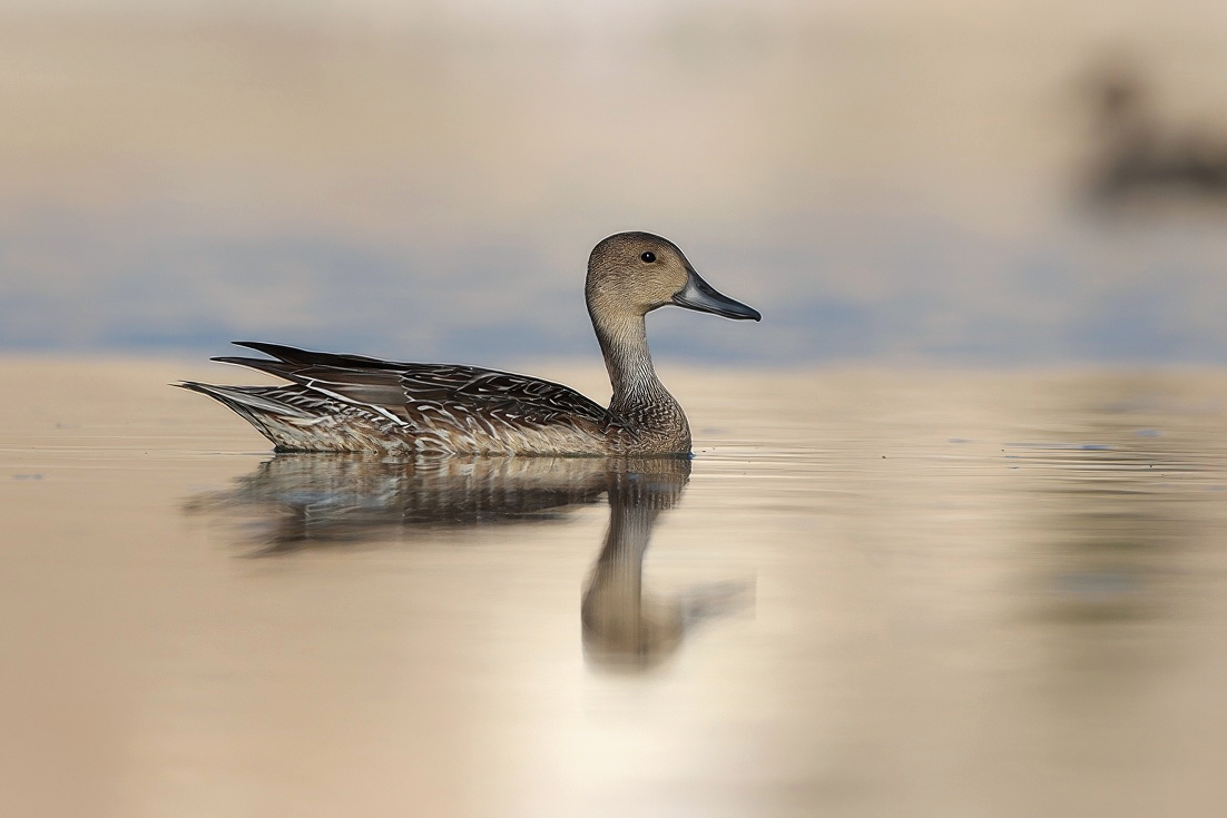 Northern Pintail
