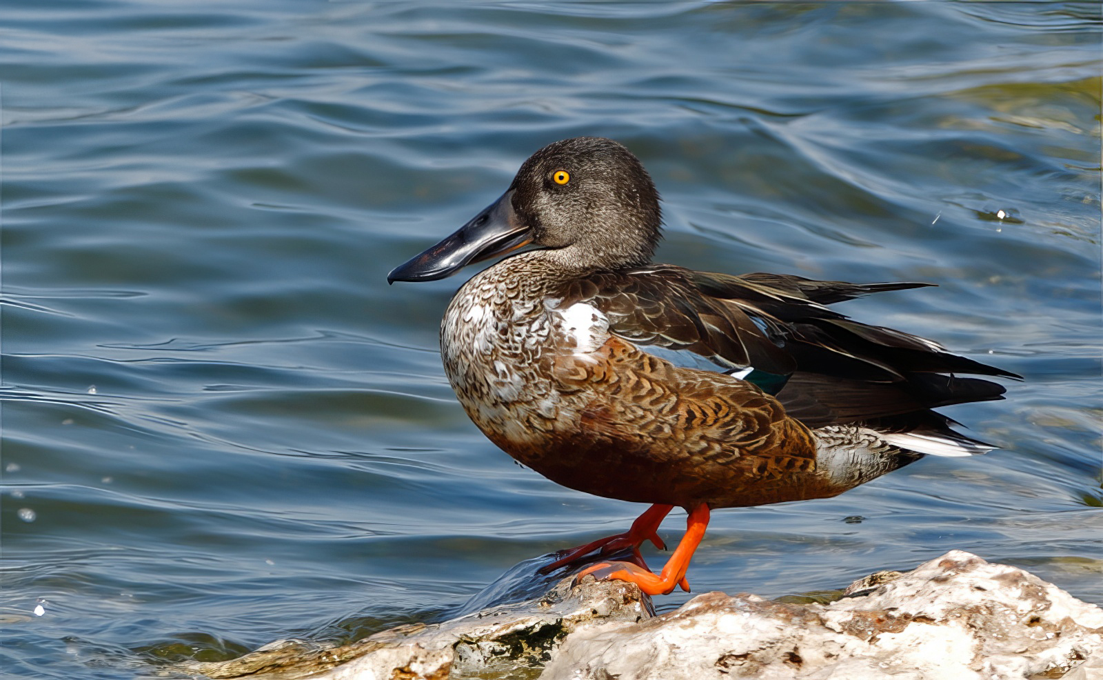 Northern Shoveler