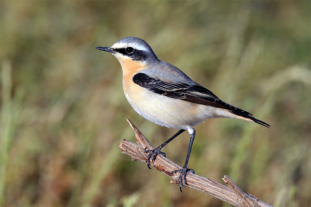 Northern Wheatear