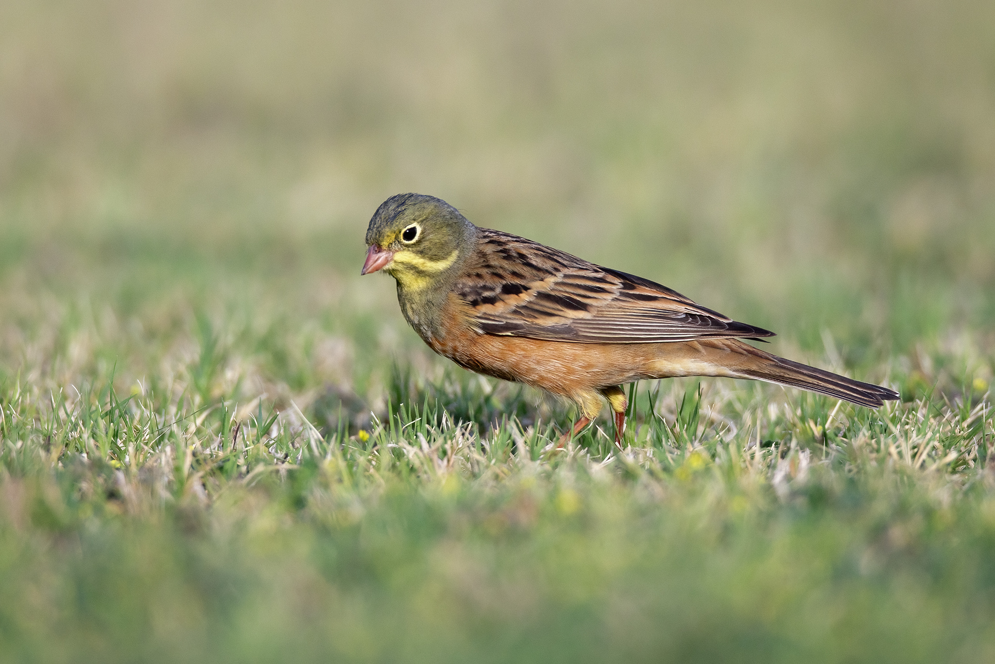 Ortolan Bunting
