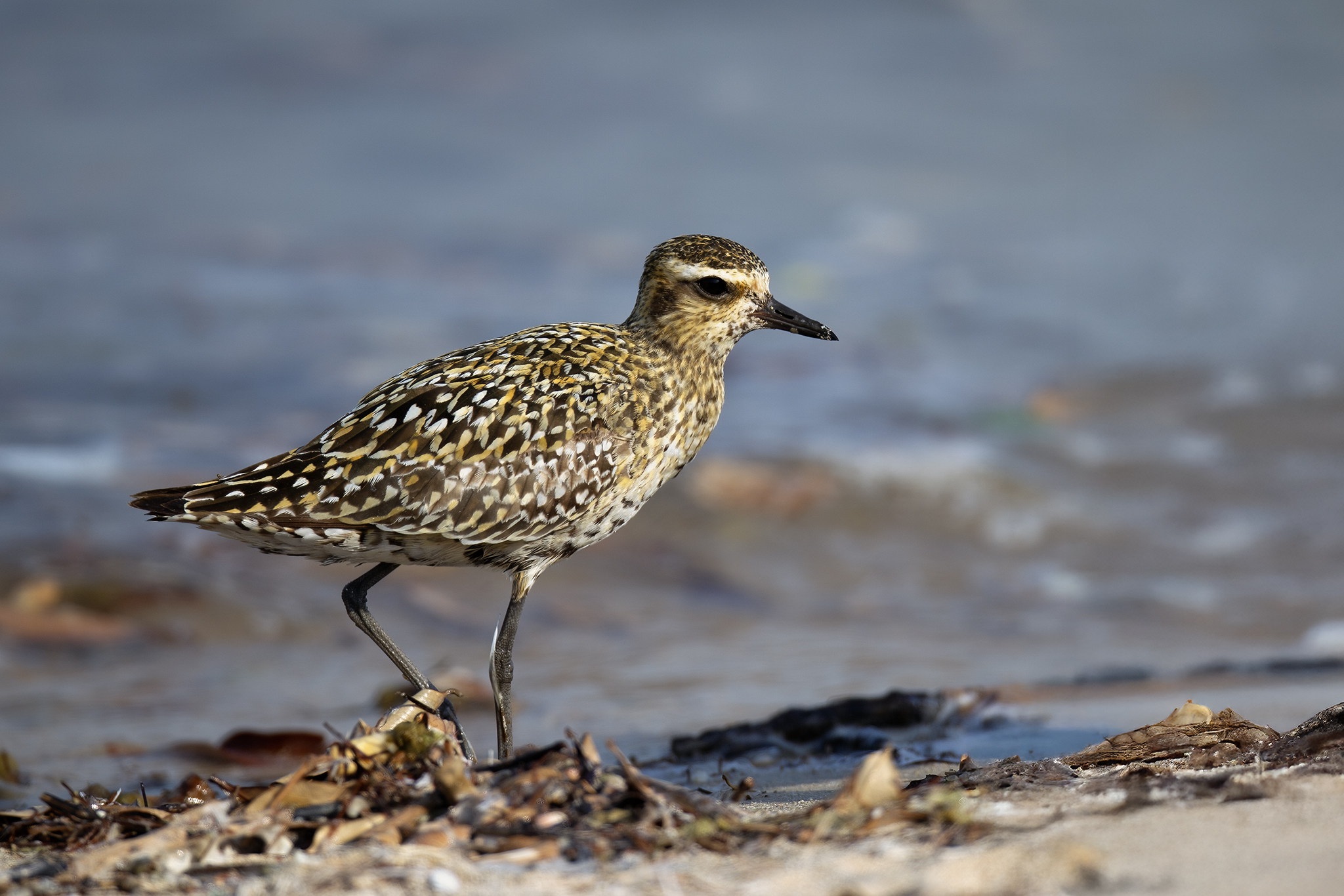 Pacific Golden Plover