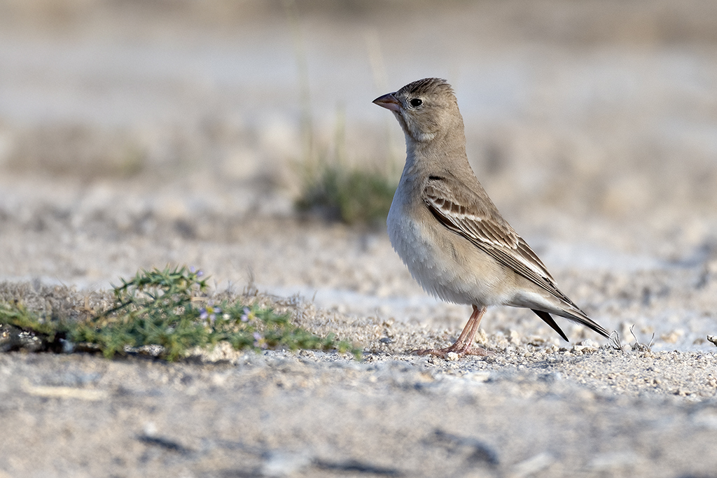 Pale Rockfinch