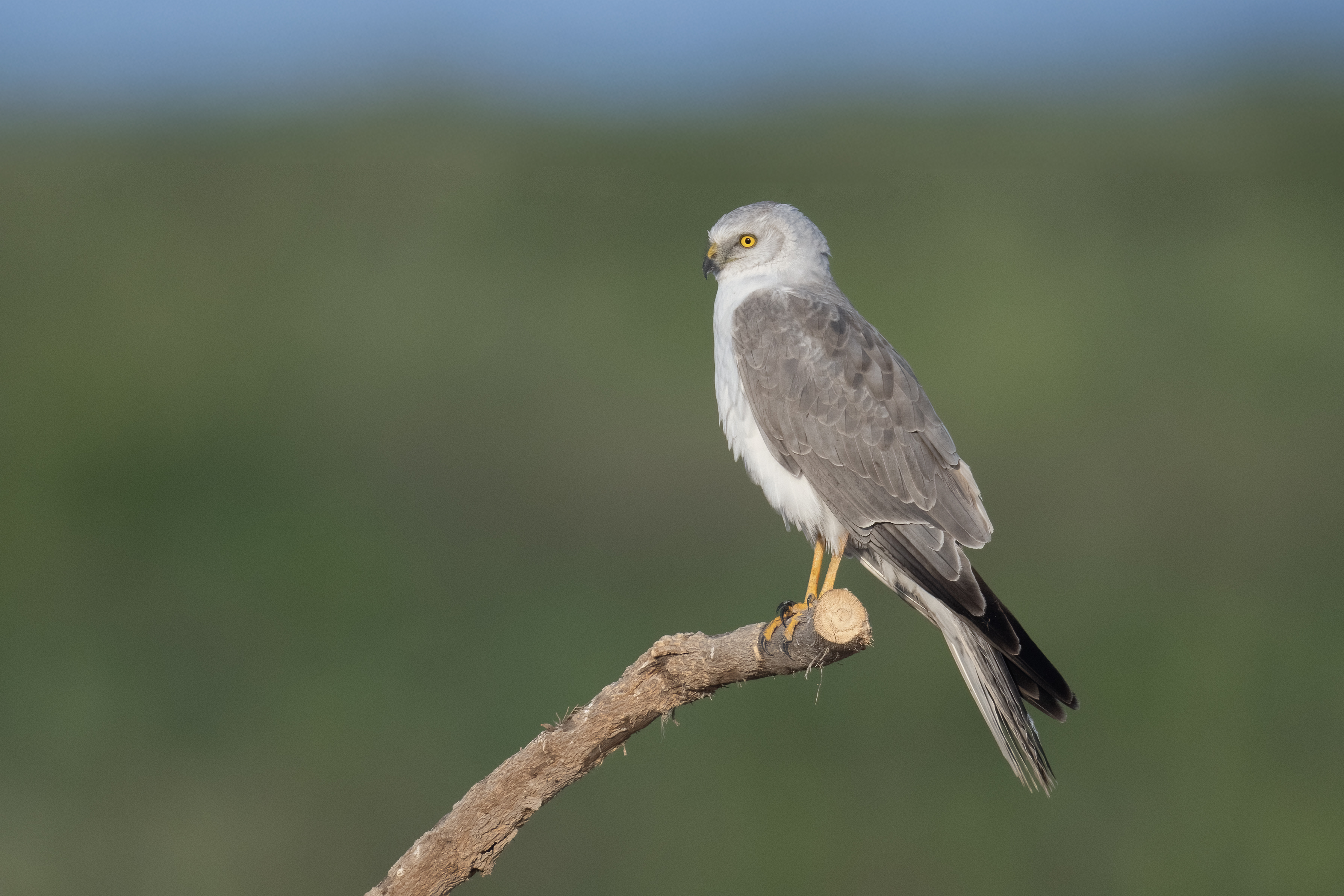 Pallid Harrier