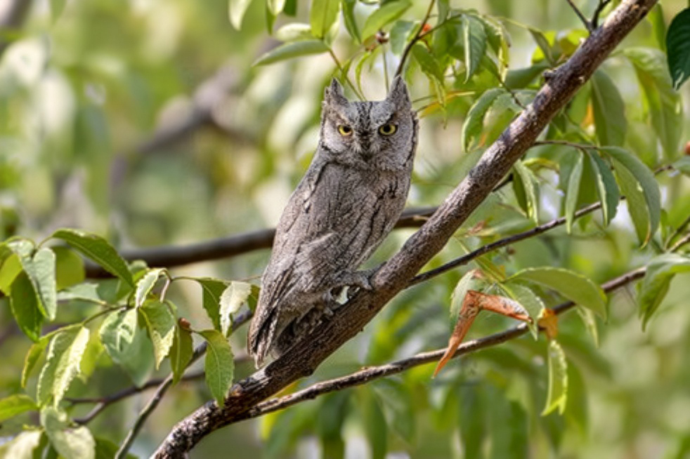 Pallid Scops Owl